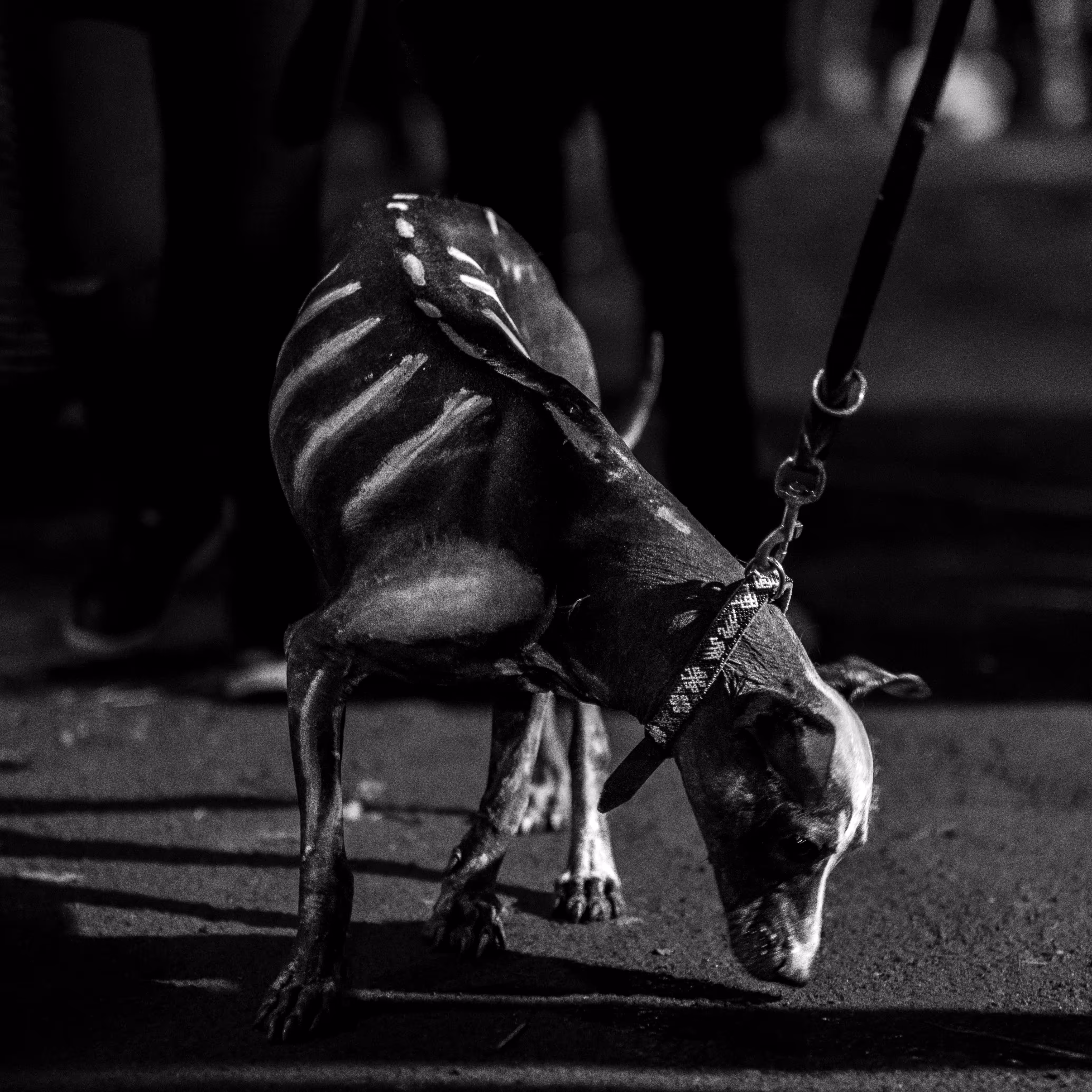 Day of the Dead #19