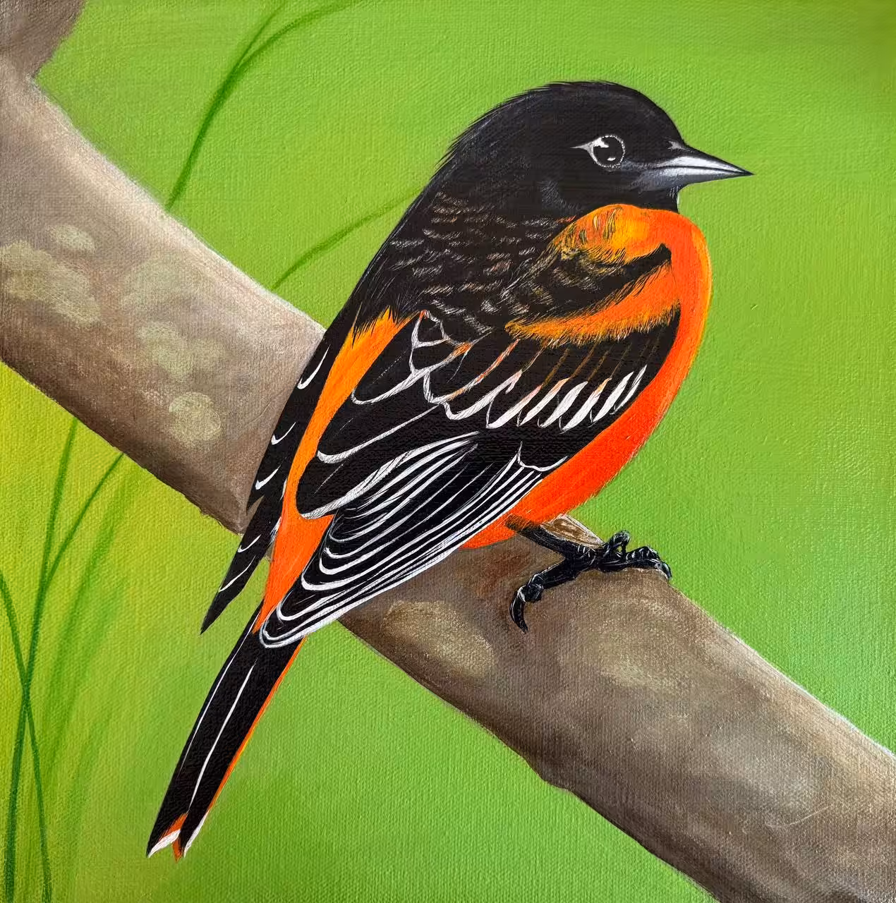 Baltimore Oriole