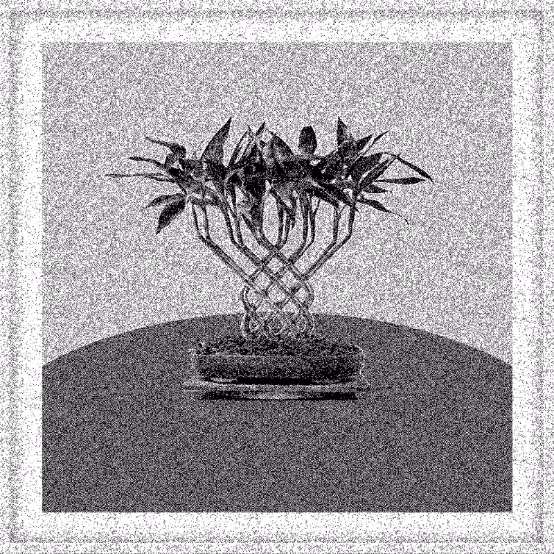 Bonsai Bonanza #590