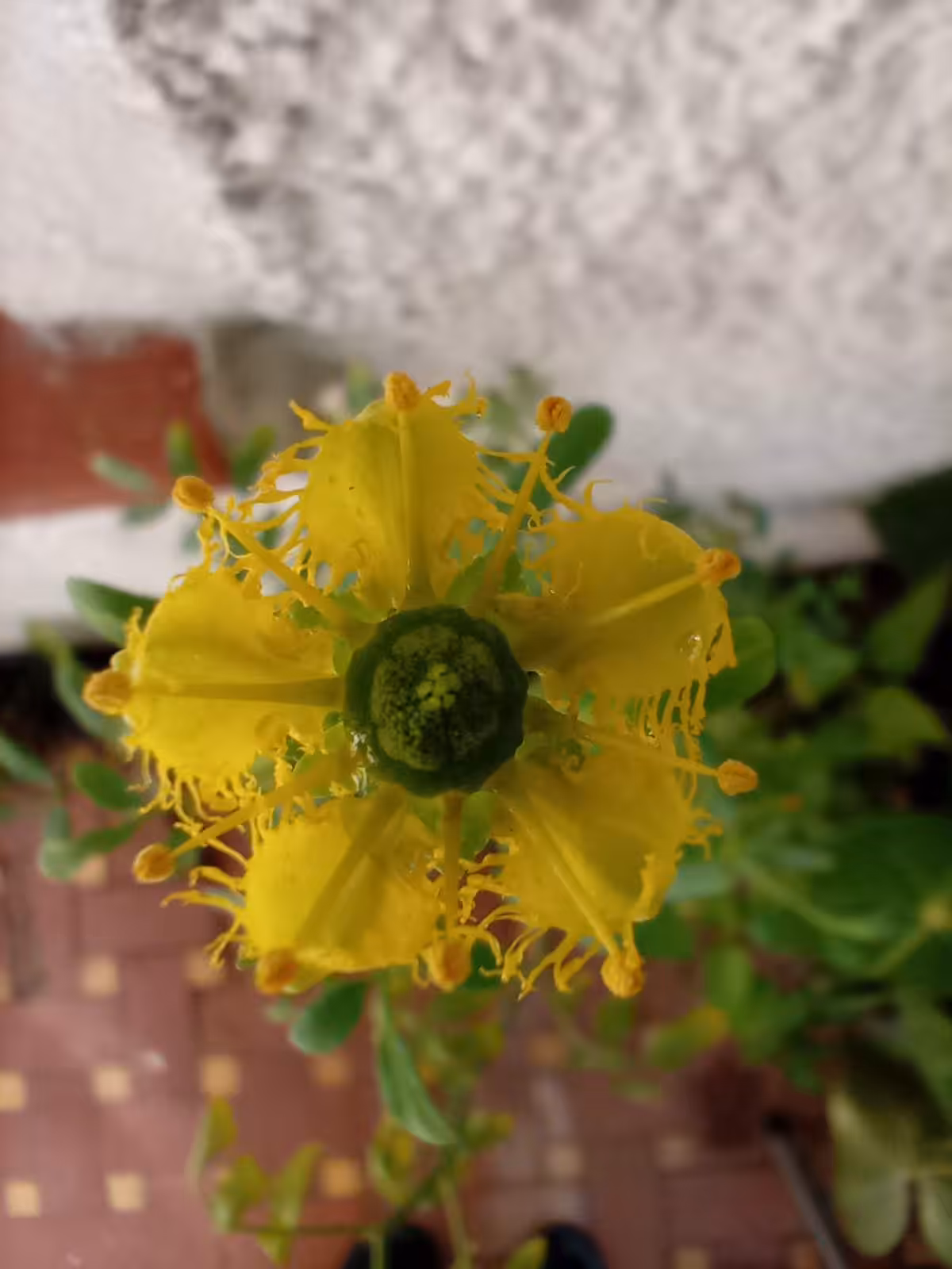 Rue Flower (OP)