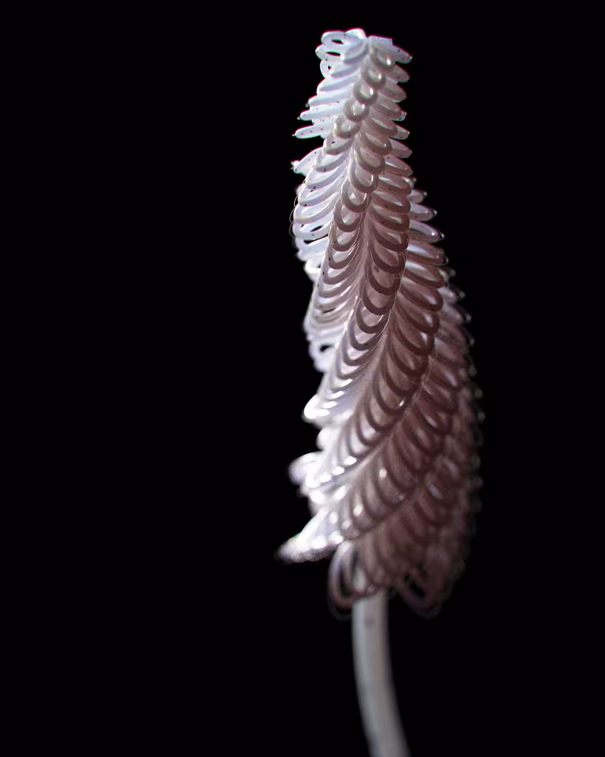 Artificial Bloom 3