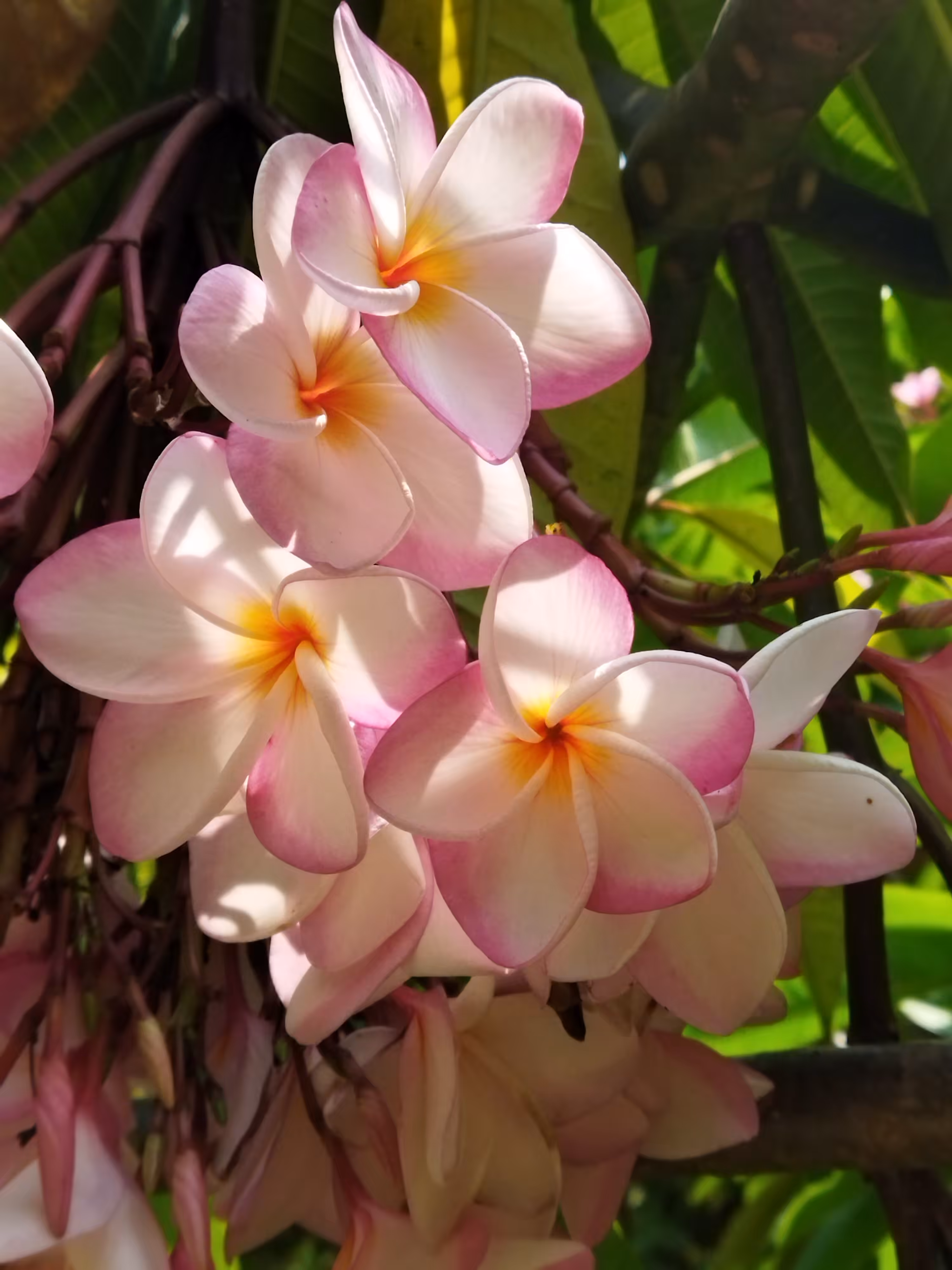 Pink Frangipani Flowers