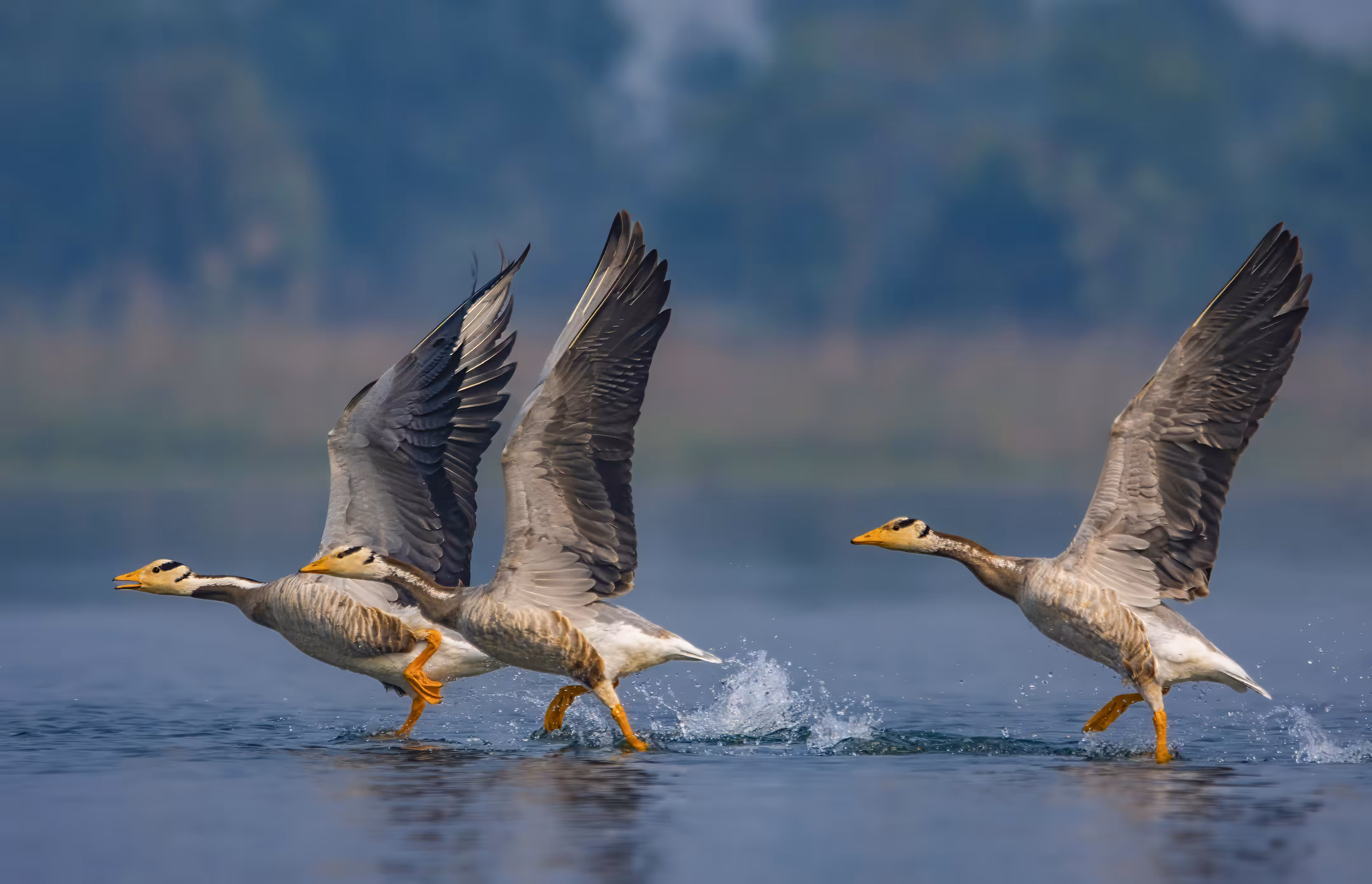 Aparna's OPEN Editions: Take off - Bar Headed Goose 