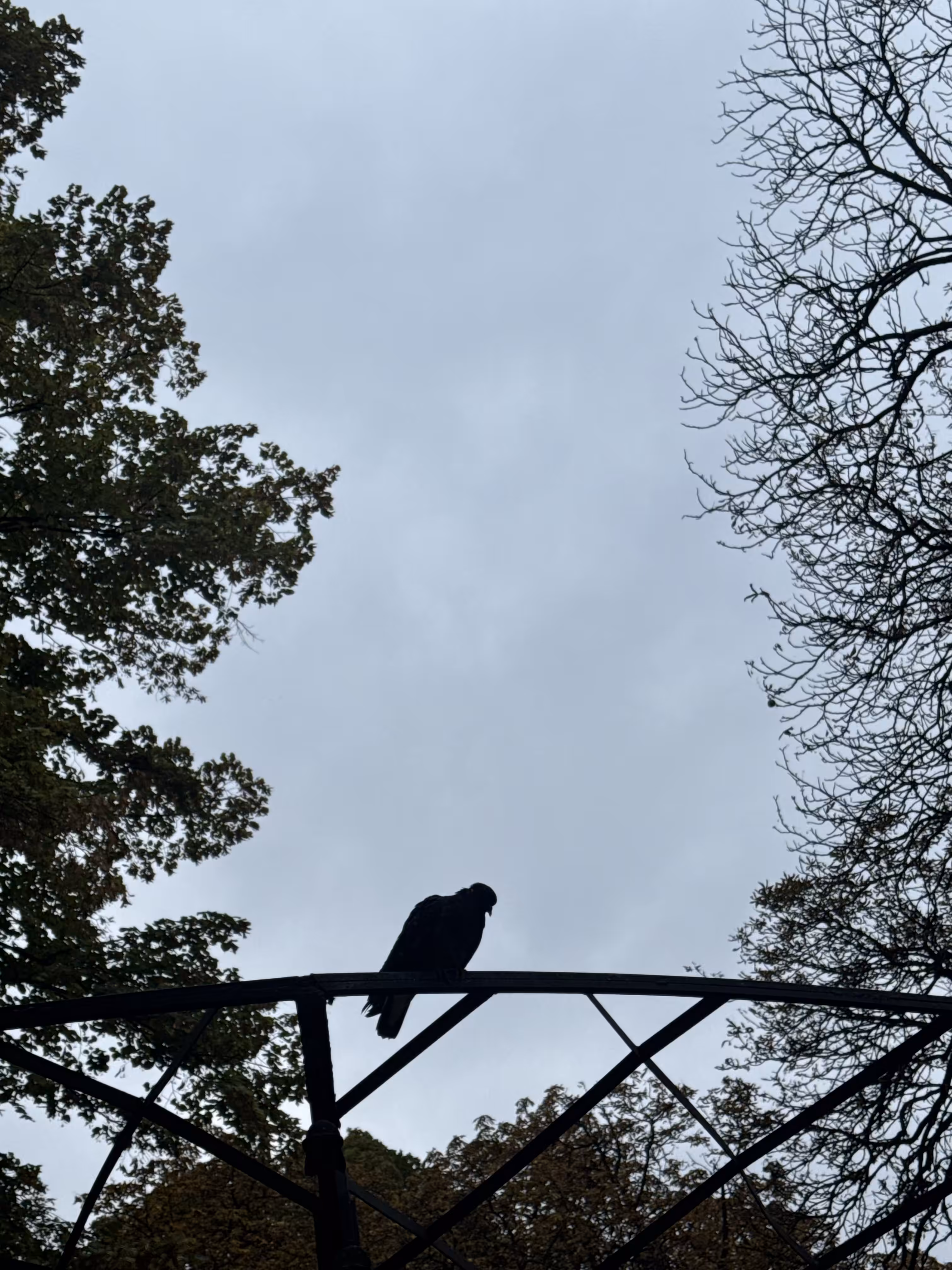 Lonely pigeon