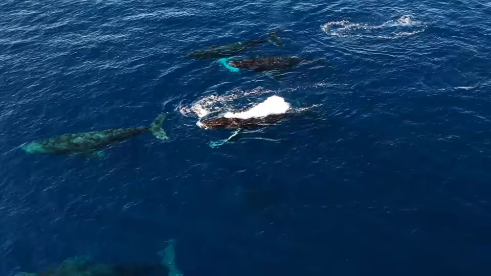 Humpback Breather 