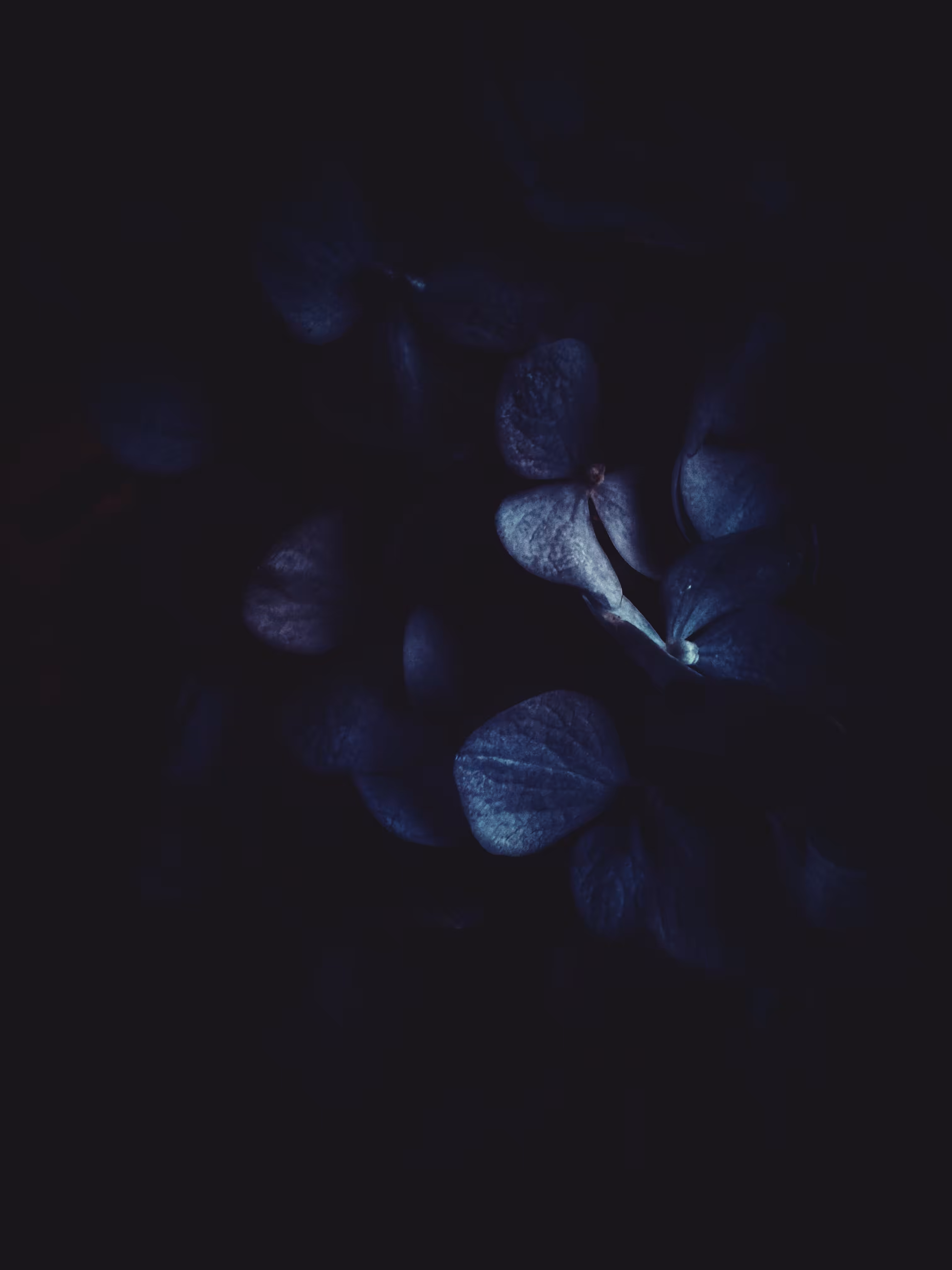 Midnight Dream