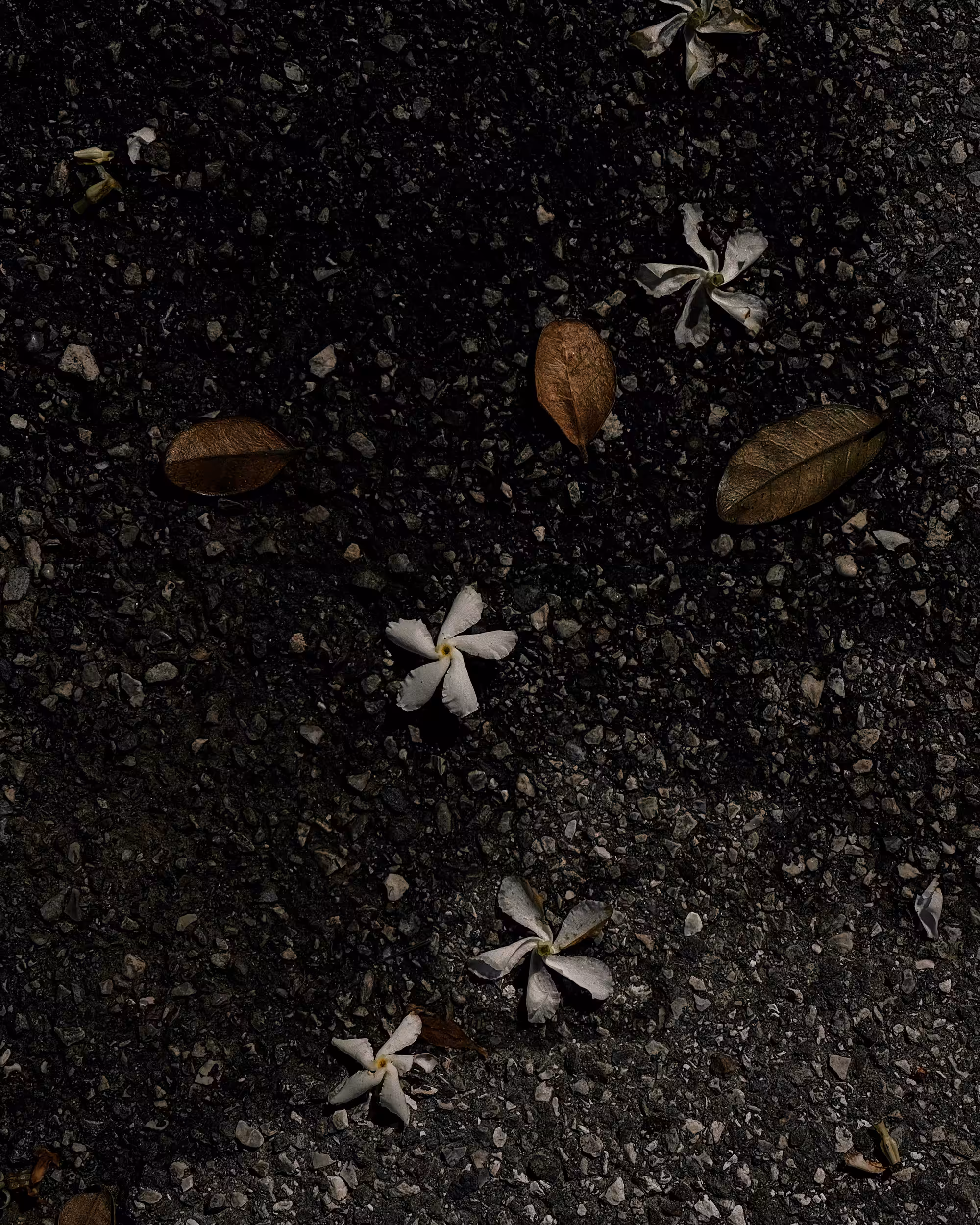 Looking down (Jasmine)