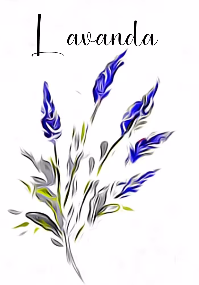 Lavanda