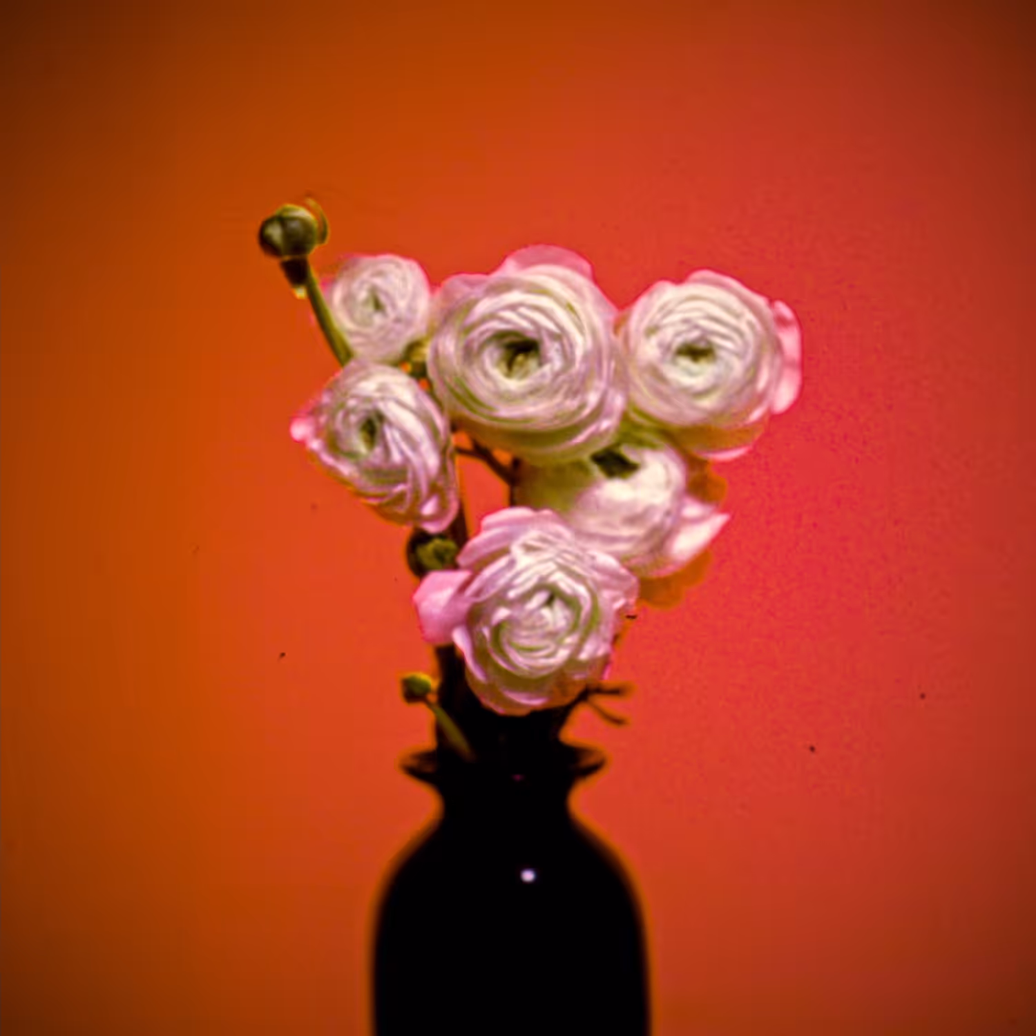EKTACHROME ROSES