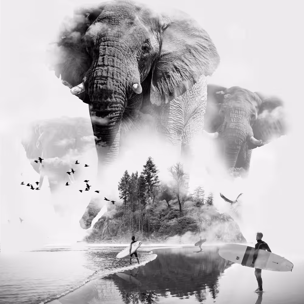 Elephant  in the Mist