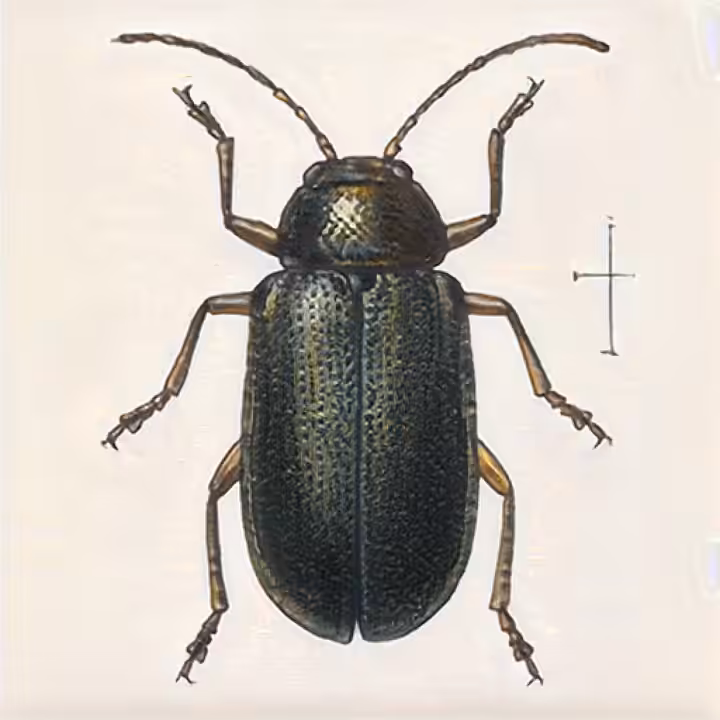 Beetle Dream