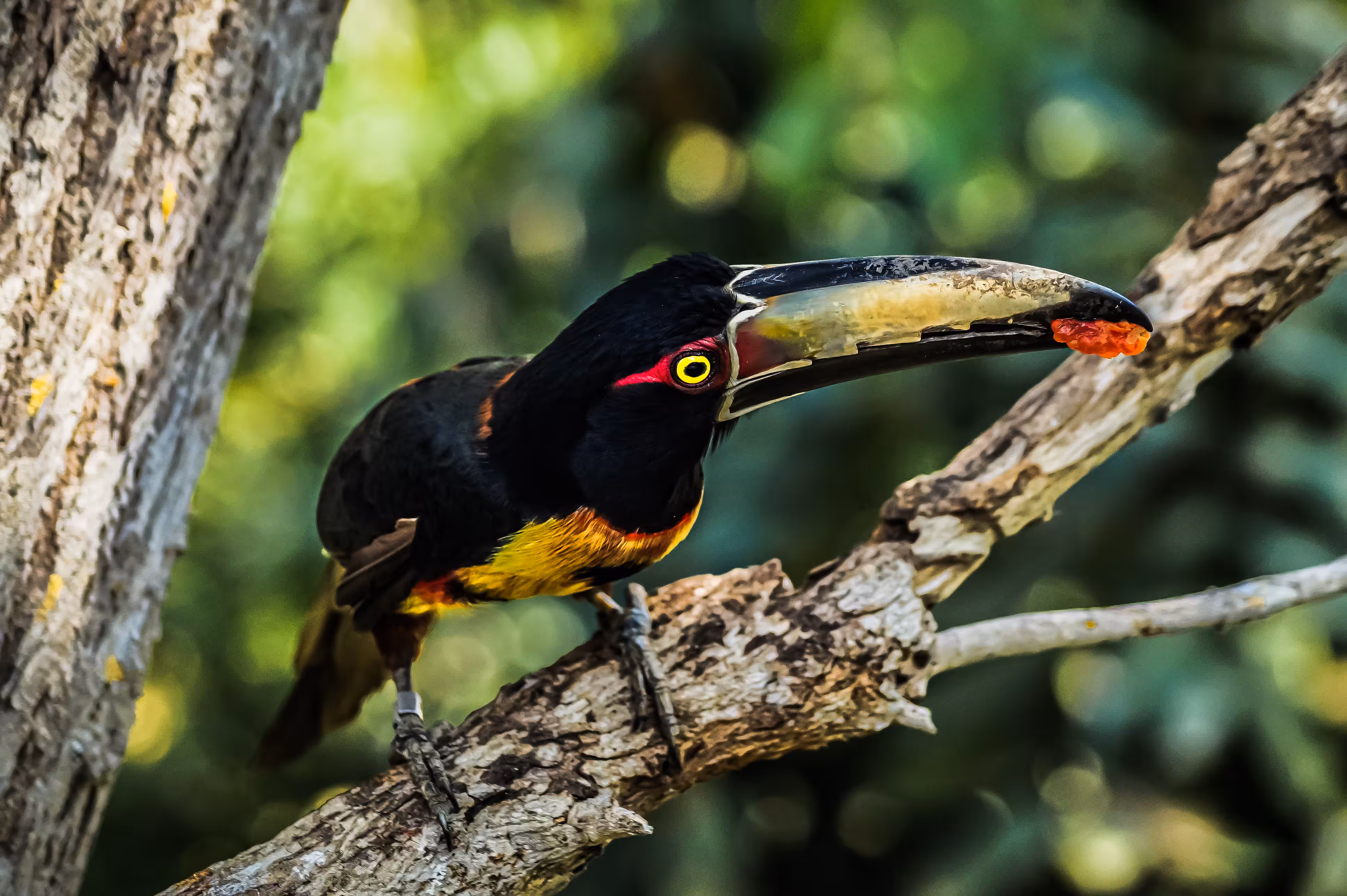 Collared Araçari (Pteroglossus torquatus) – Curious Forest Dweller