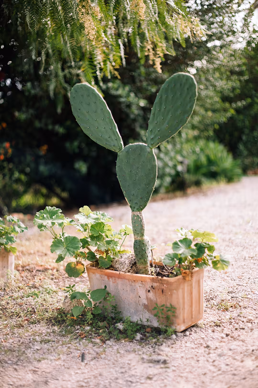 Mickey the cactus