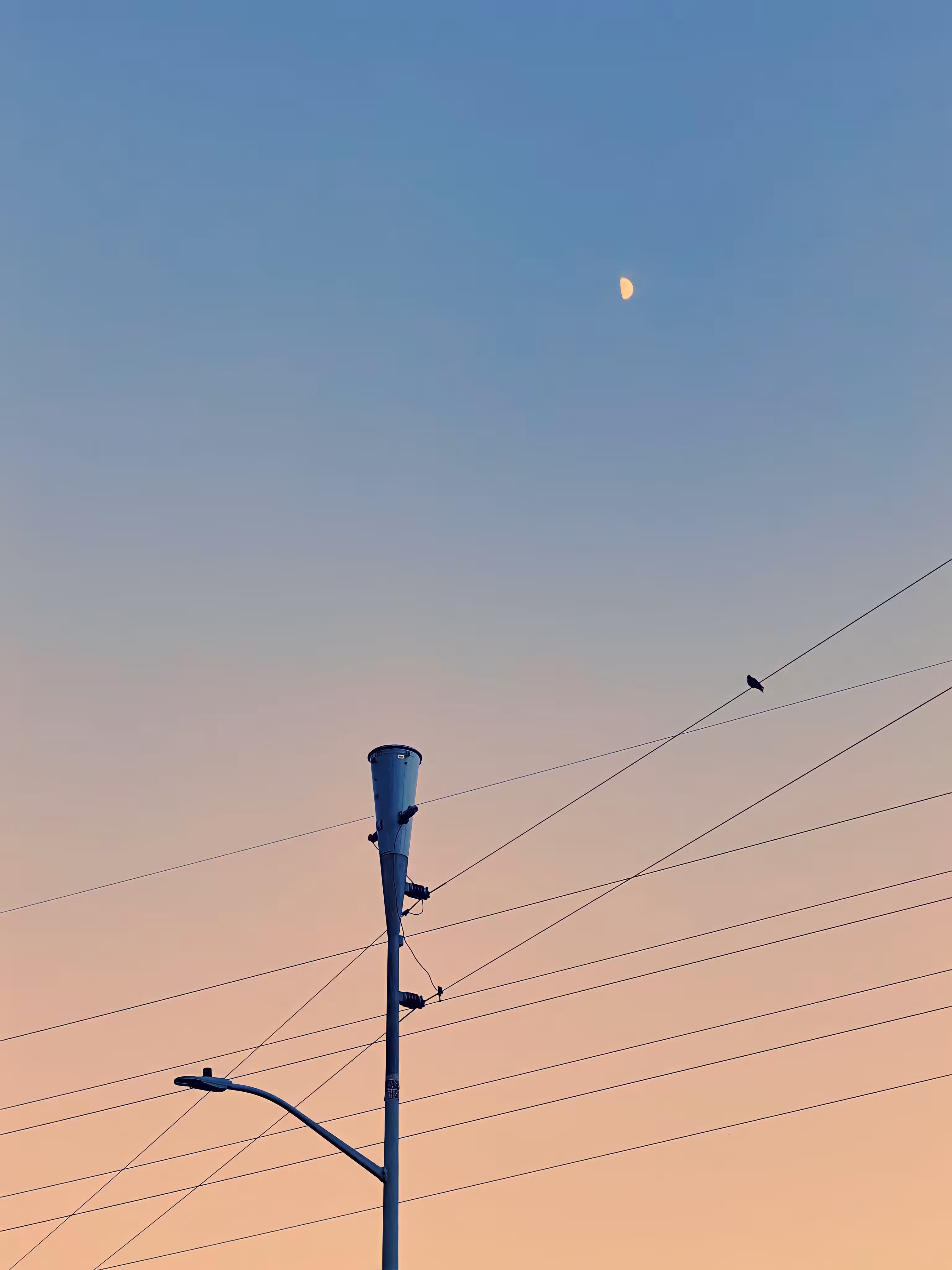 Bird On A Wire