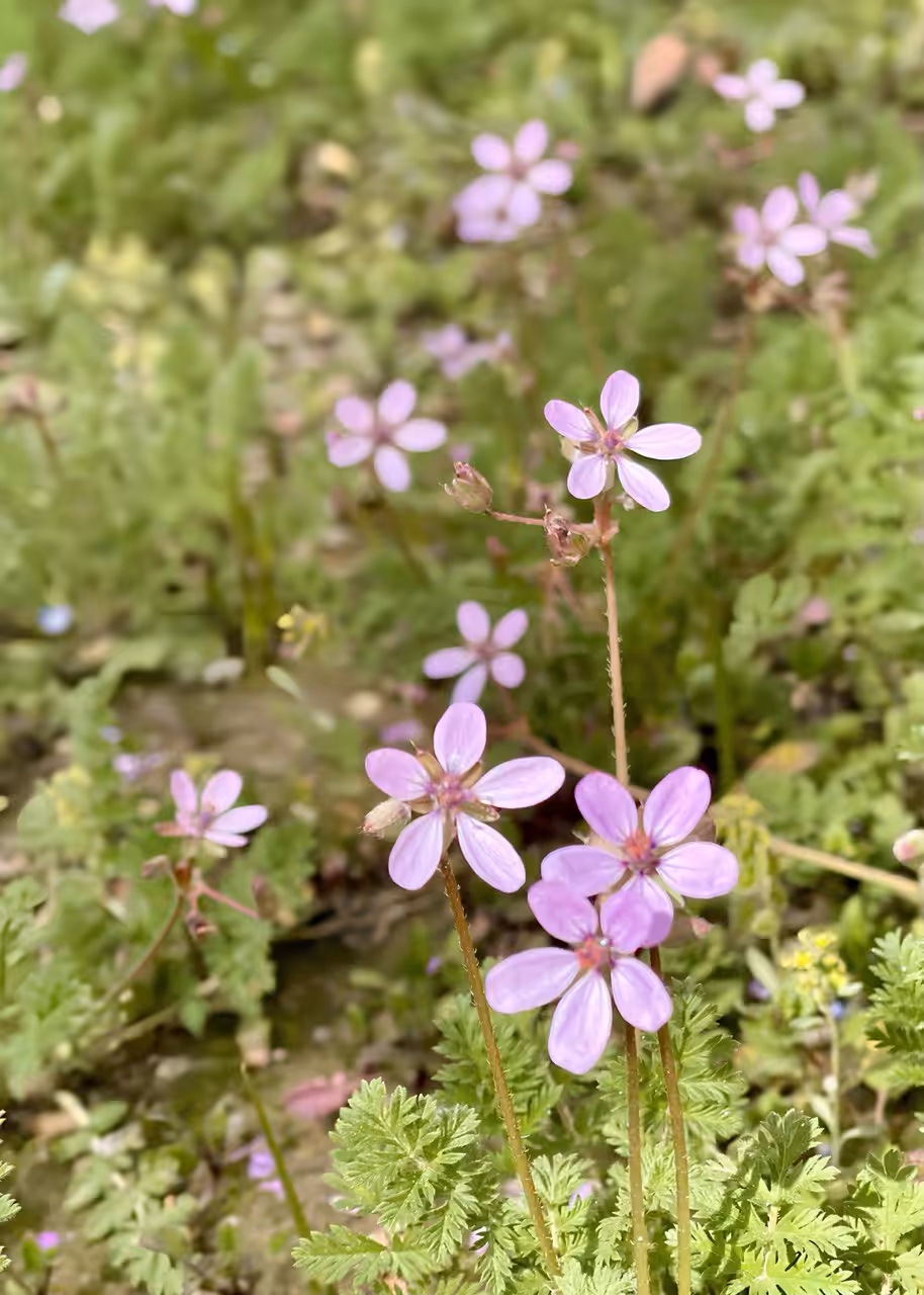 The Gentle Purple Dance 💜