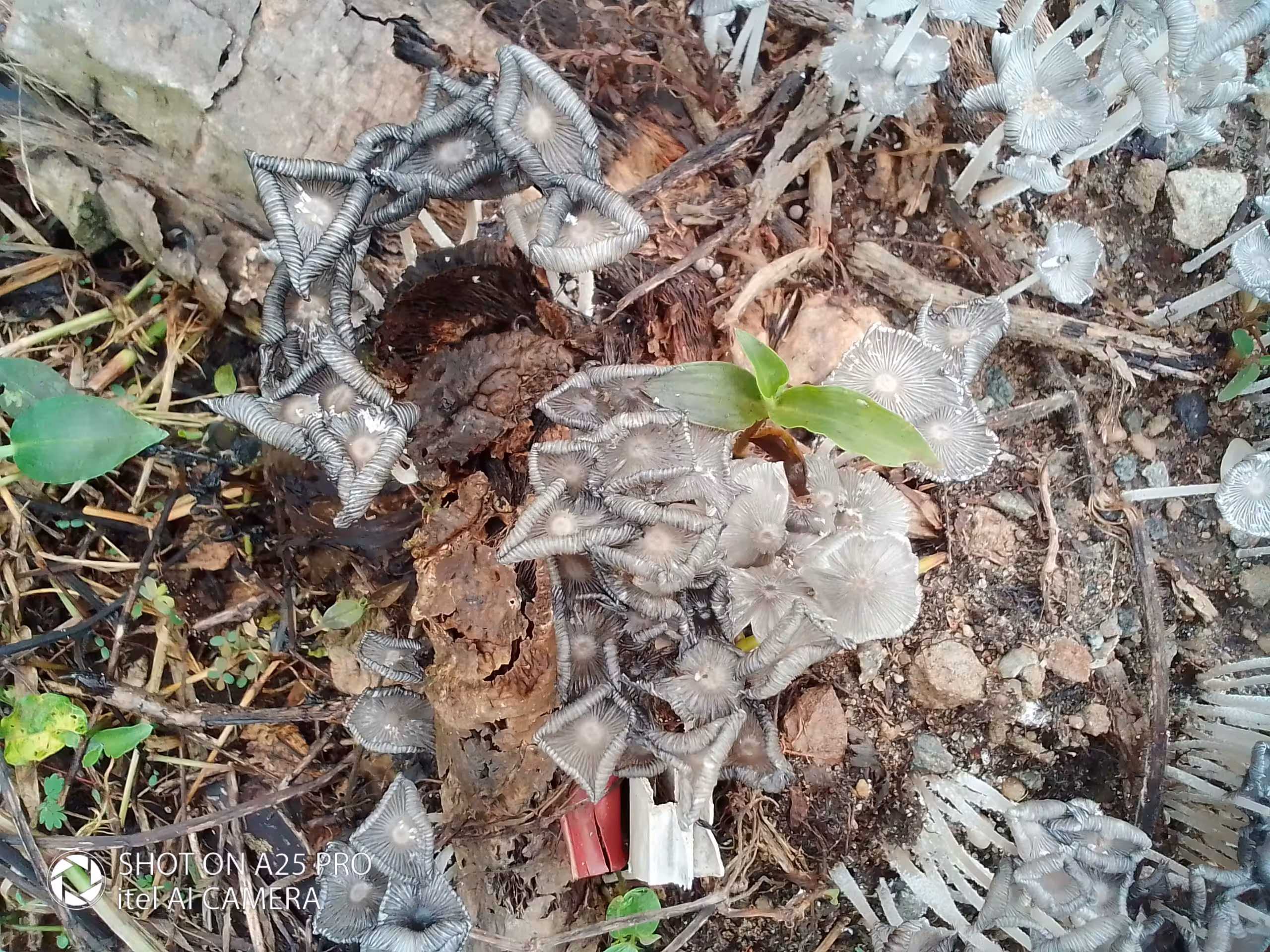 Hare’sfoot Inkcaps