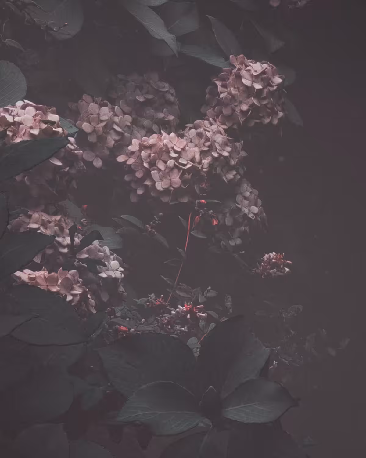 Dark Romance