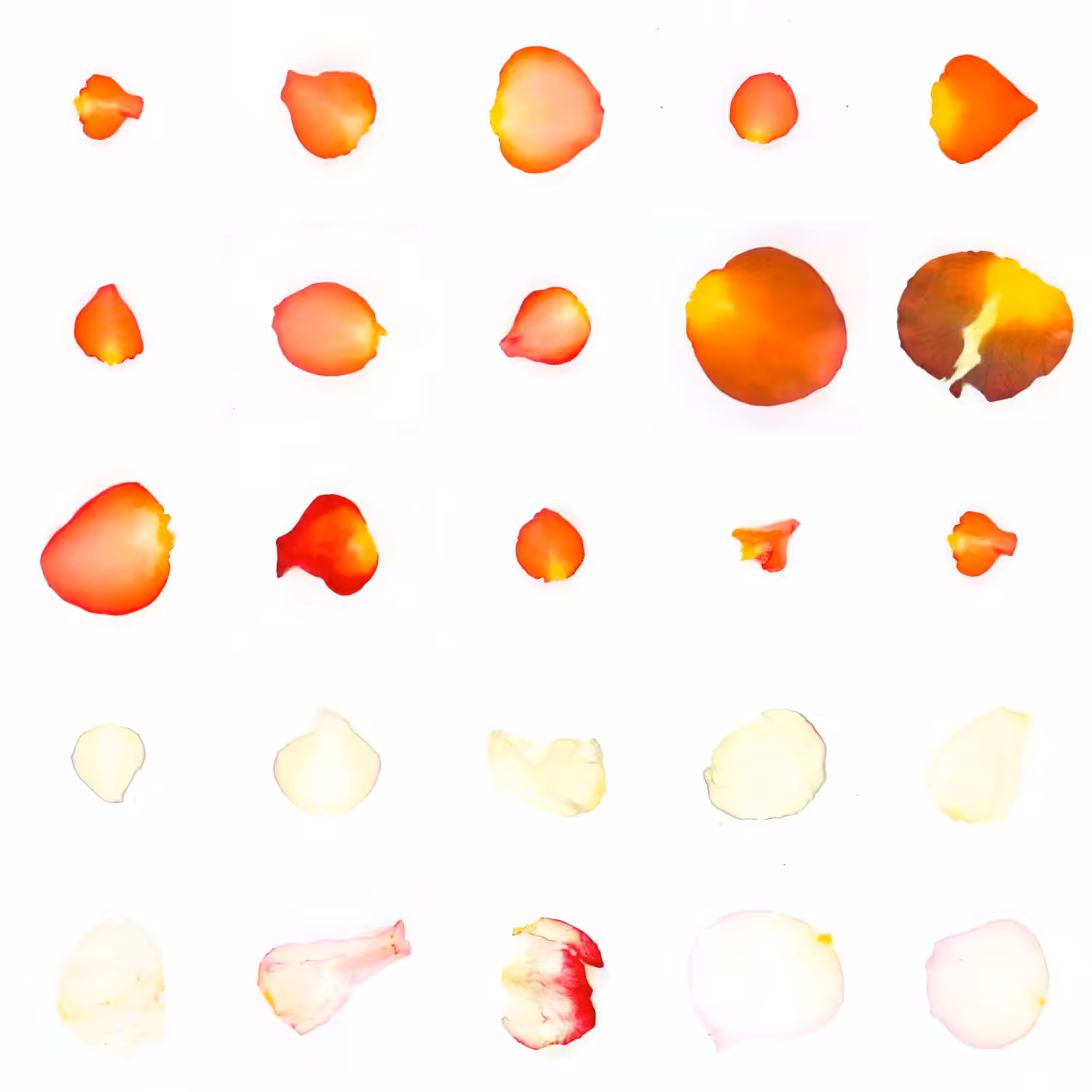 Infinite Petals 5x5#942