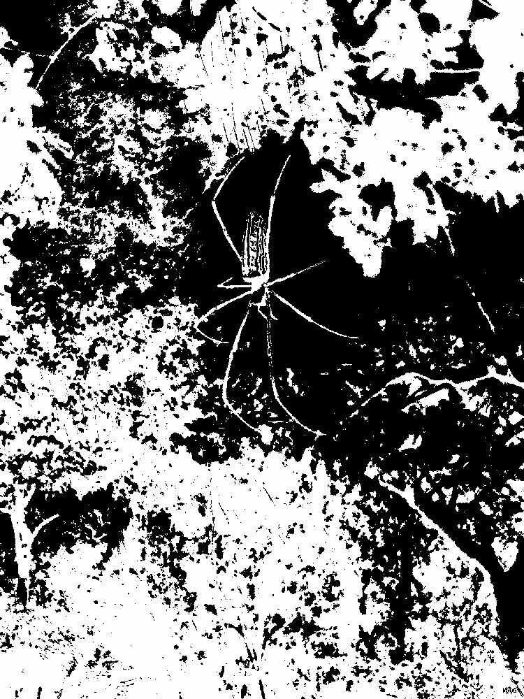 Web Master