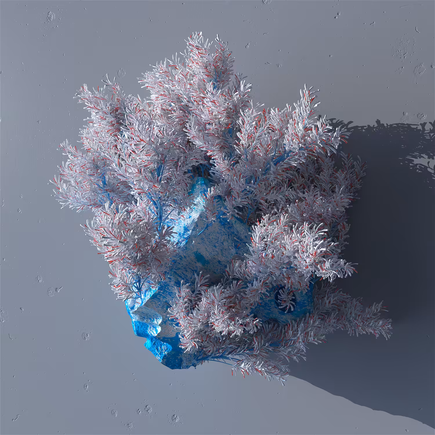 Cold Flowers