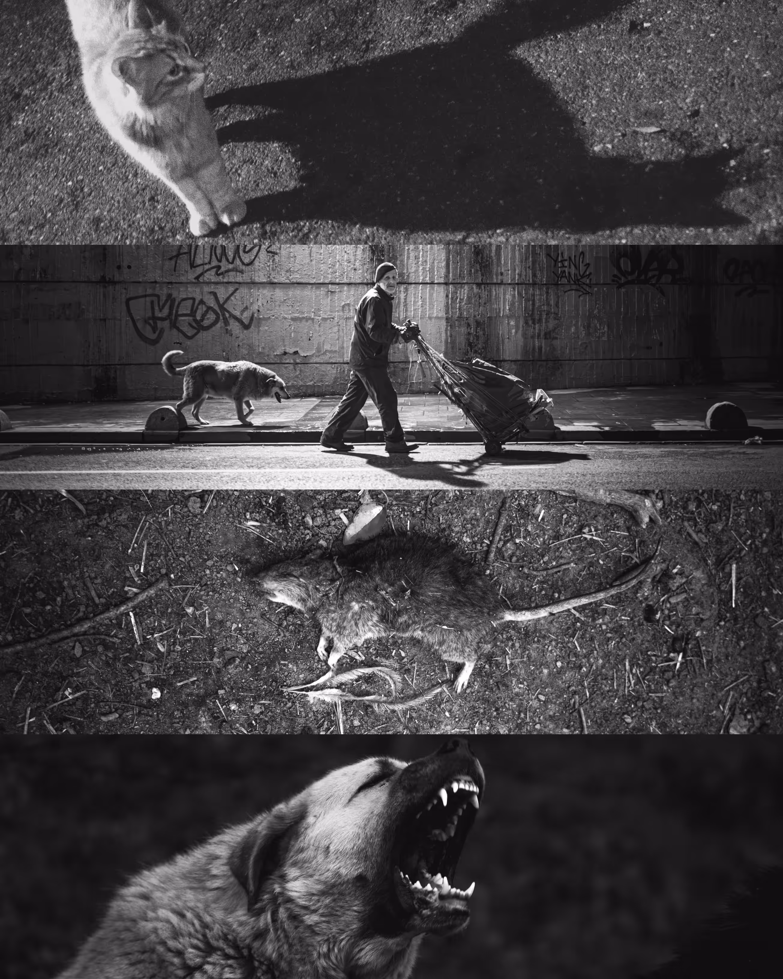 Mad World