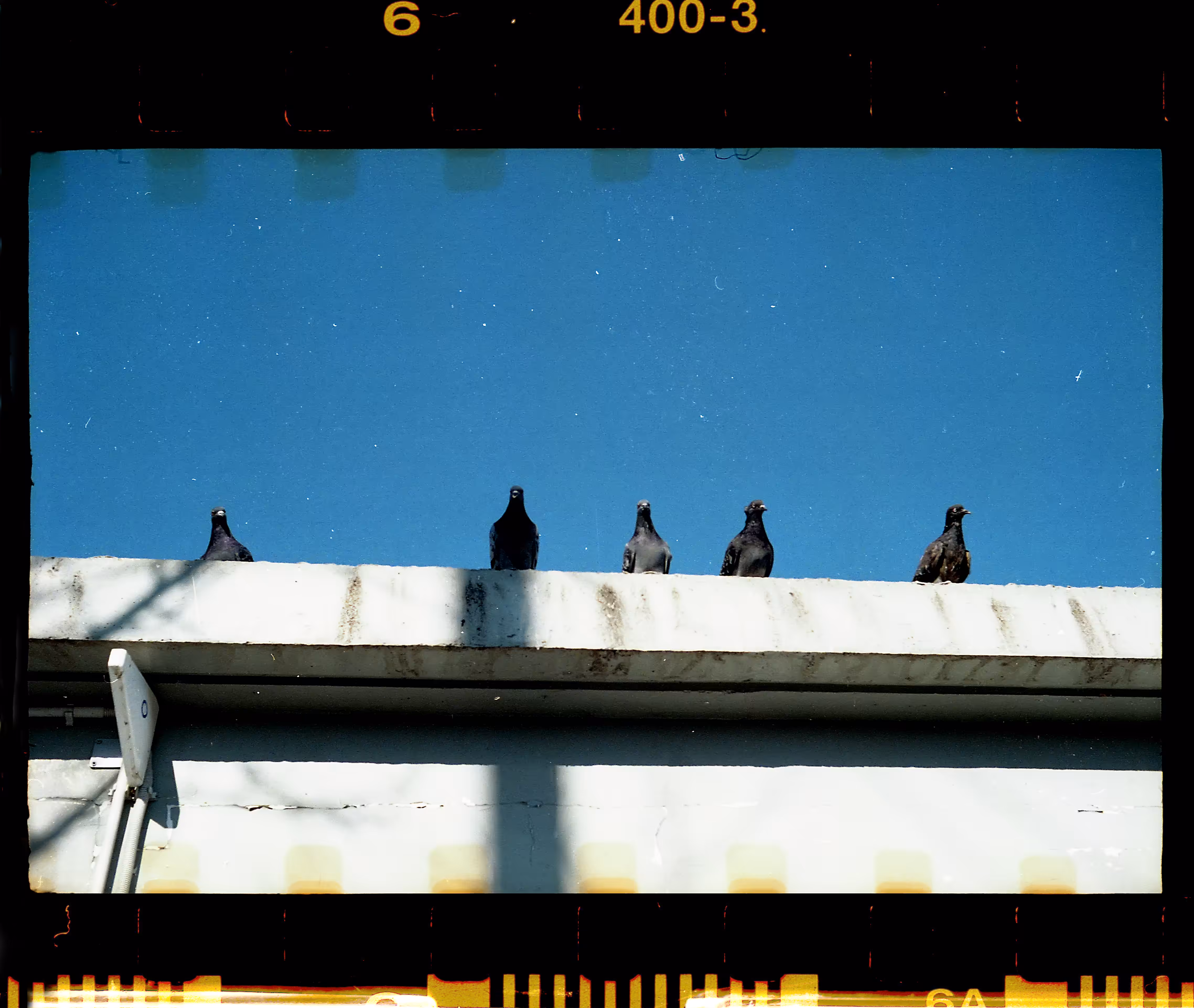 5 Pigeons / 35mm film  Adox