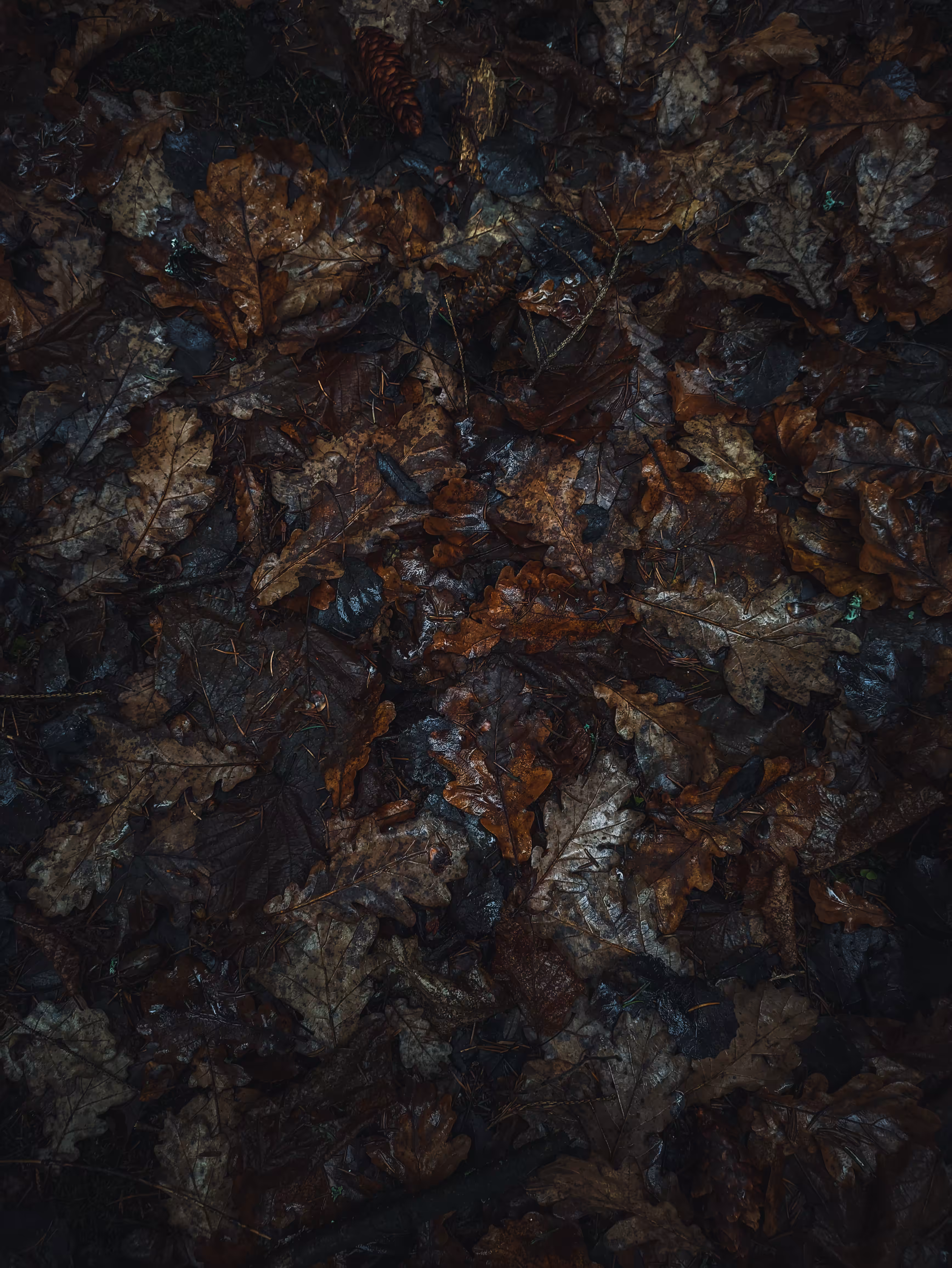 Autumn carpets