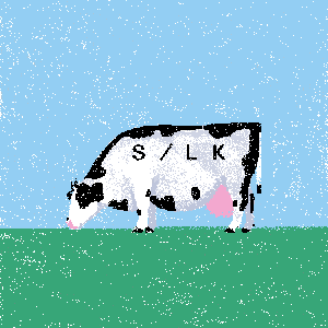 cow #77