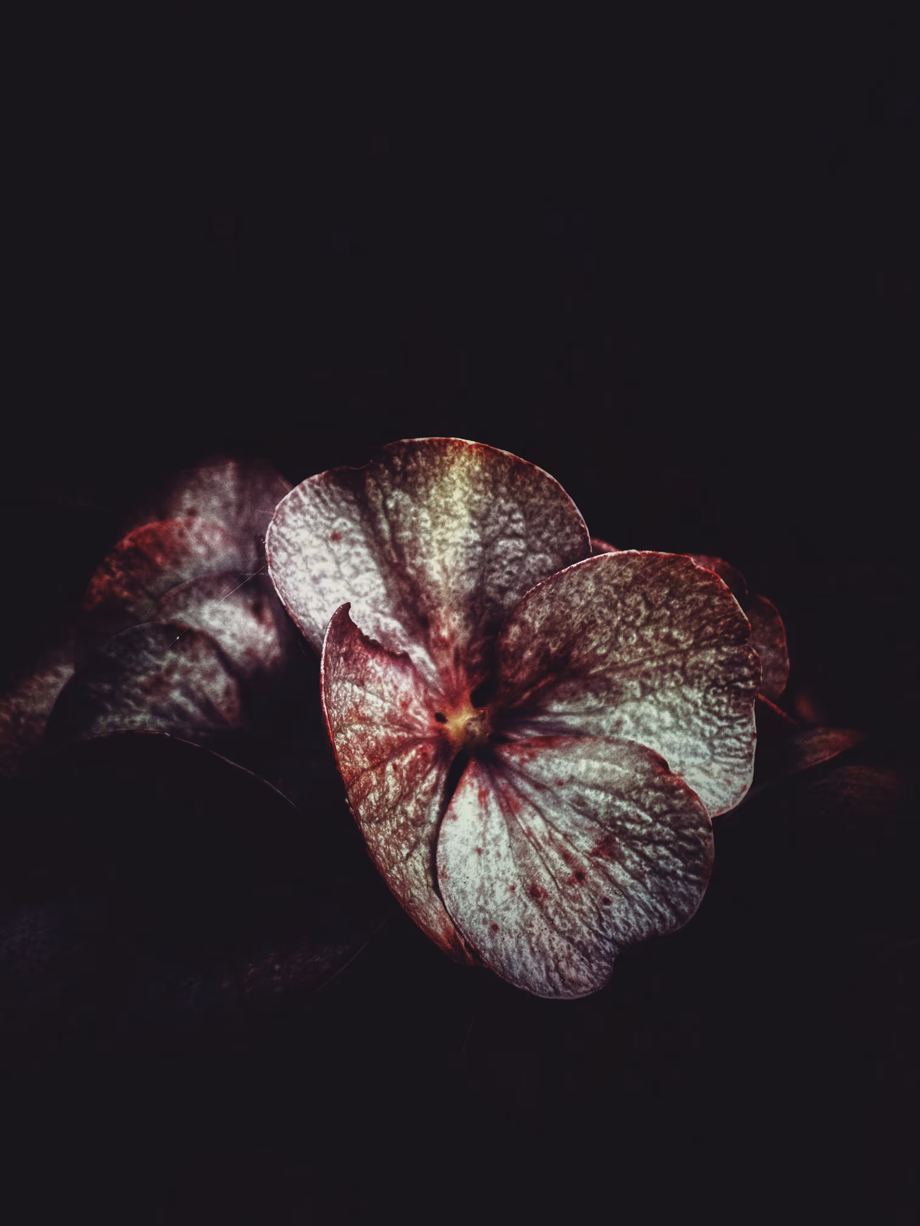 Light Chaser