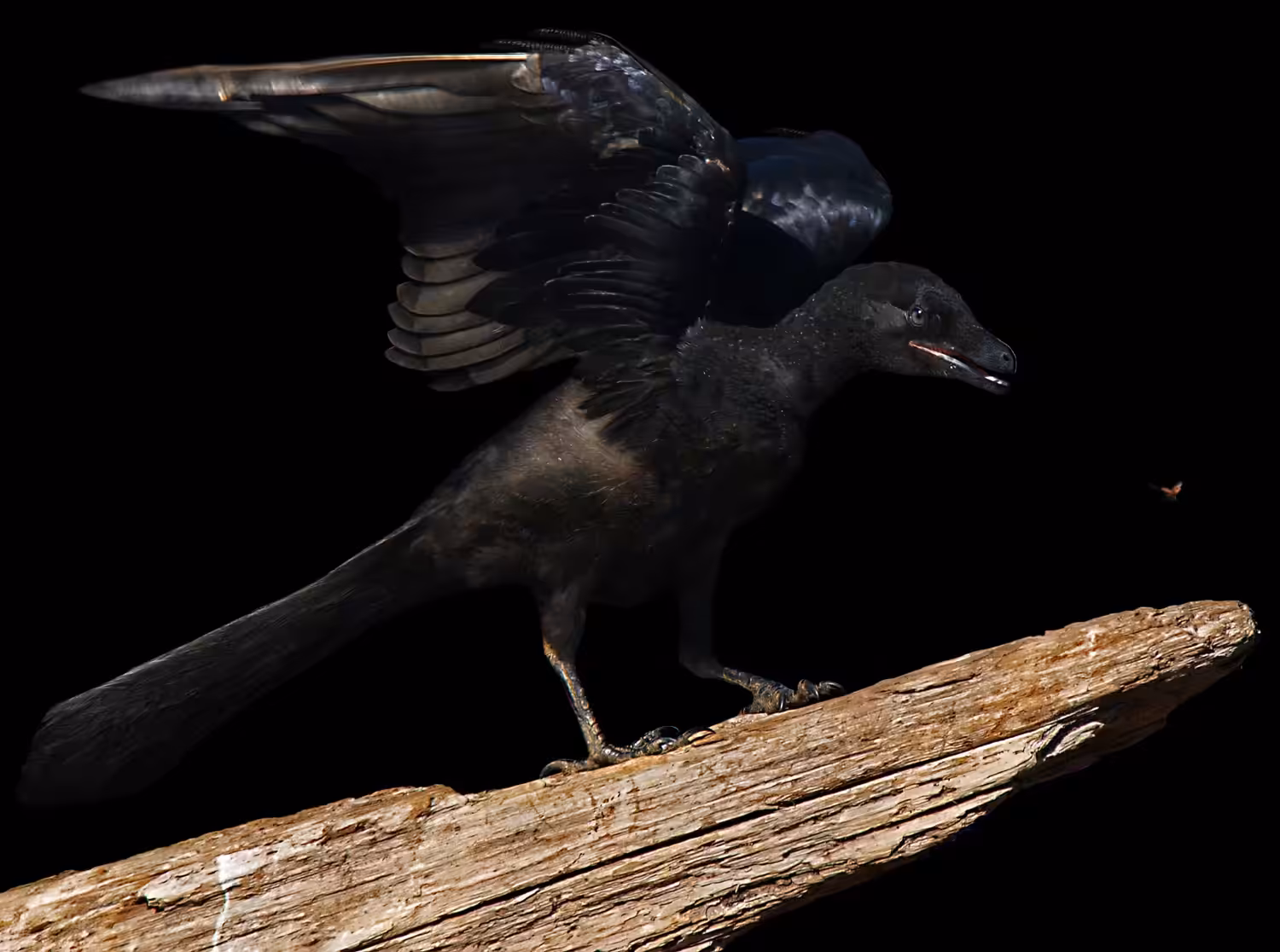 Archaeopteryx