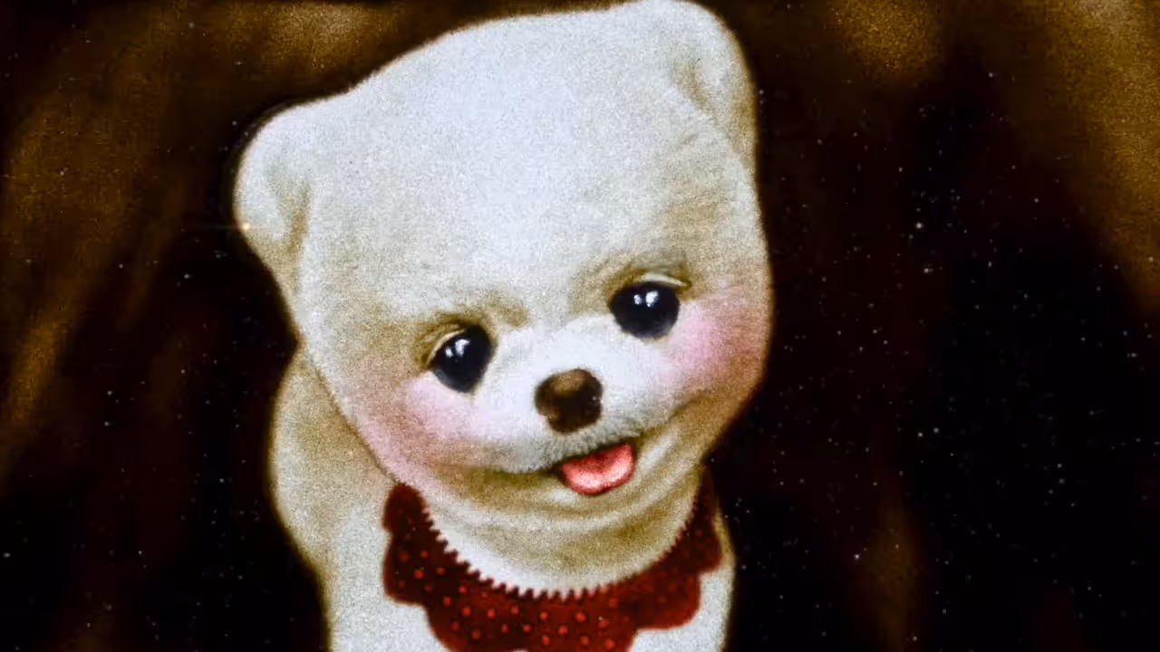 Pomeranian Puppy