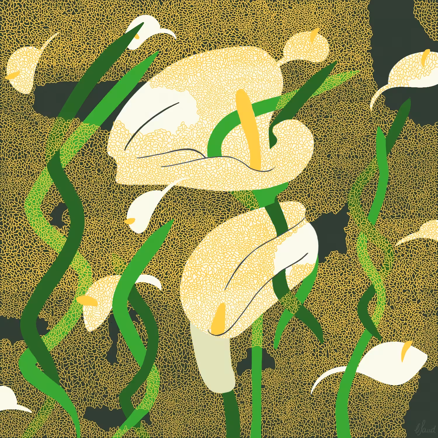 Arum-lily