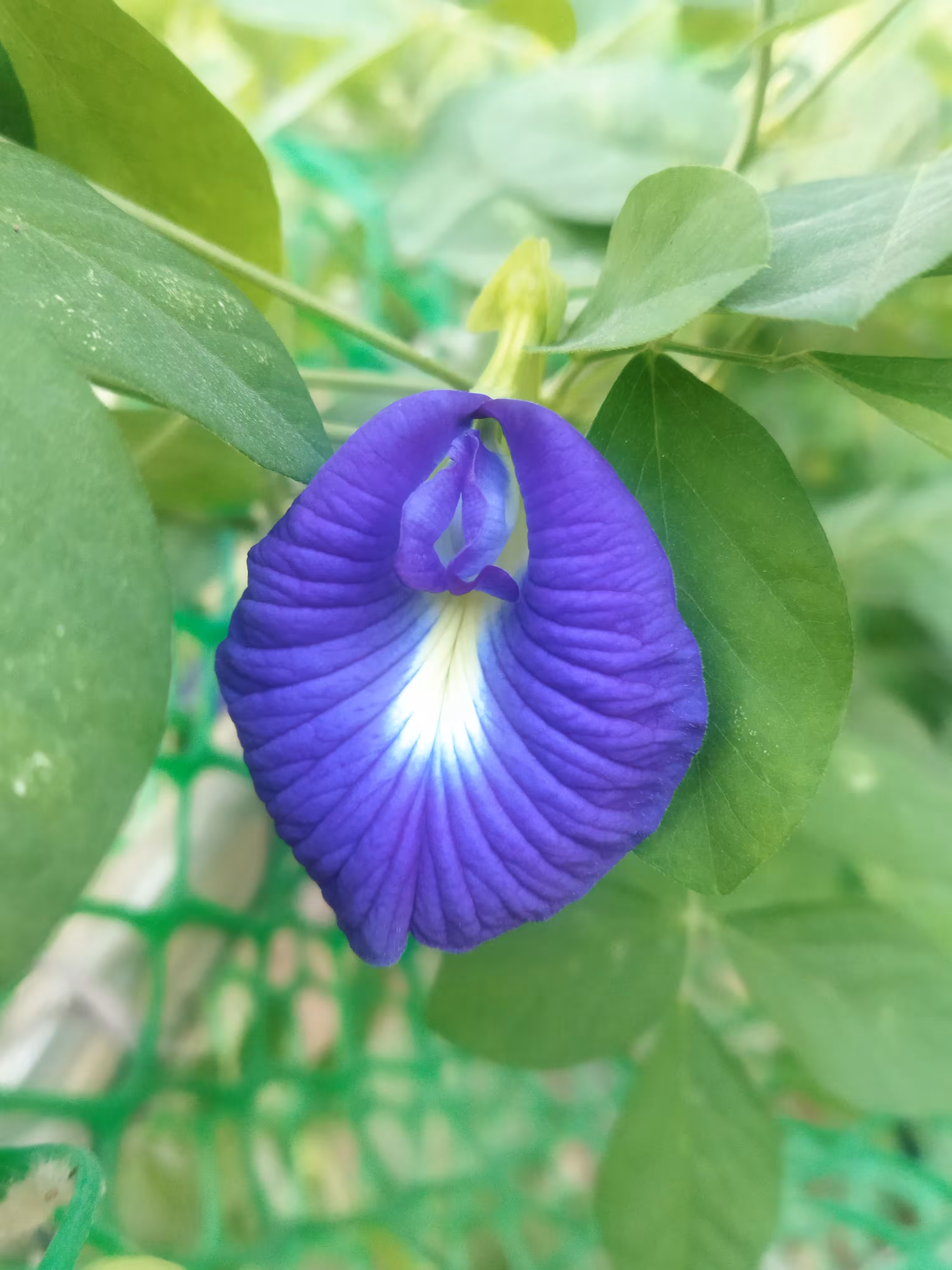Clitoria Ternatea Or Blue Pea