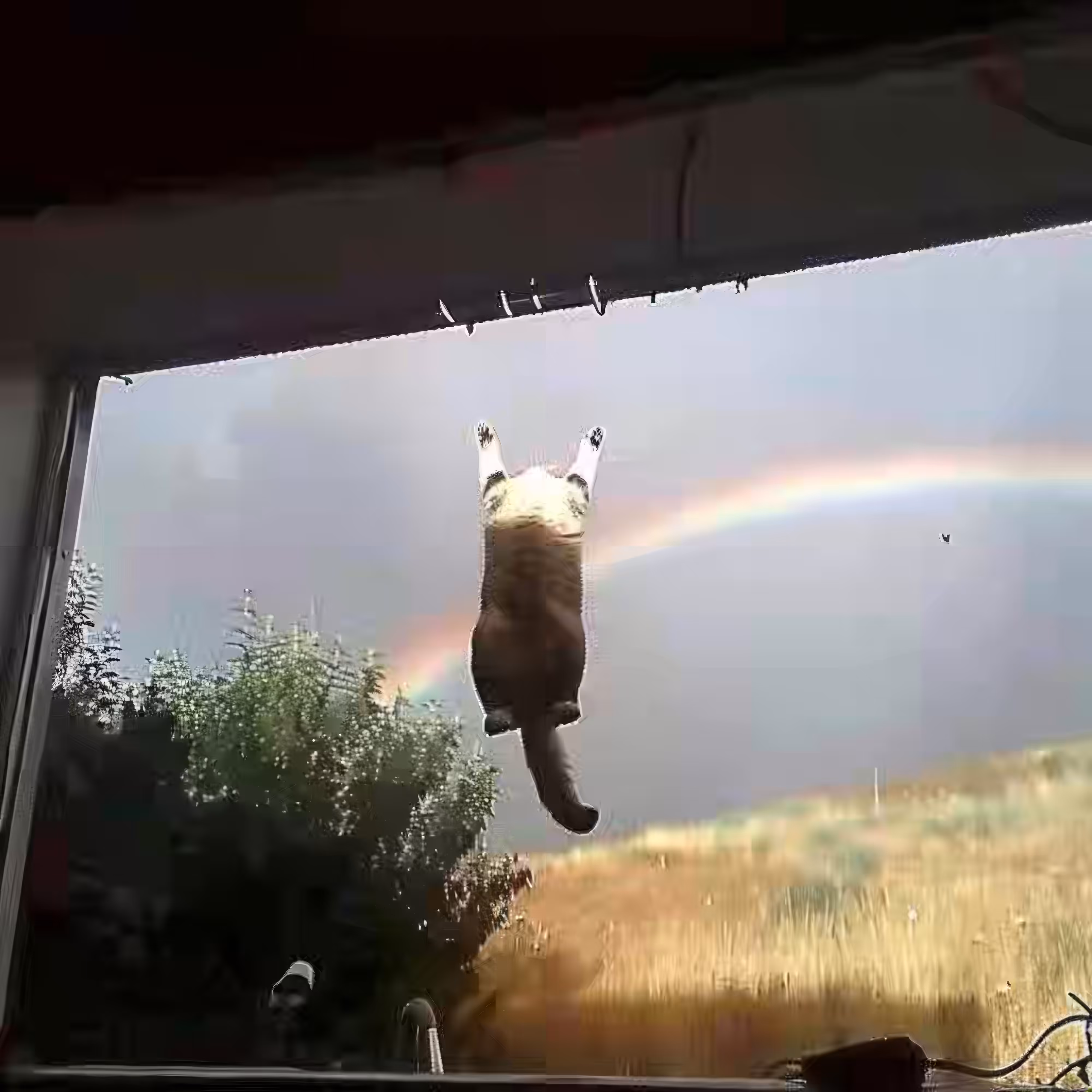 BAD JPEGs: Nyan-Cat-Photorealism