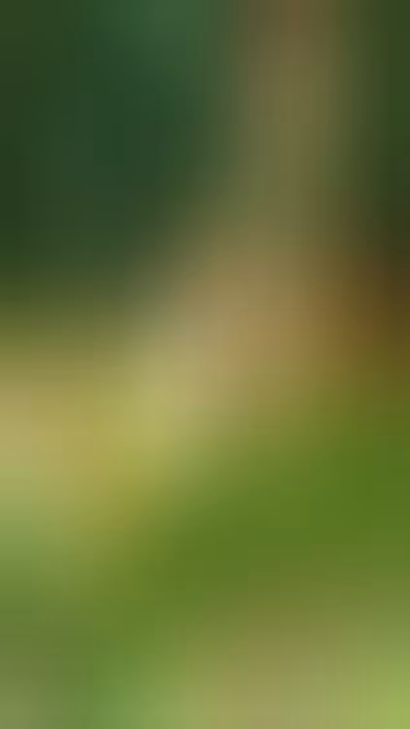 "Little Bird"