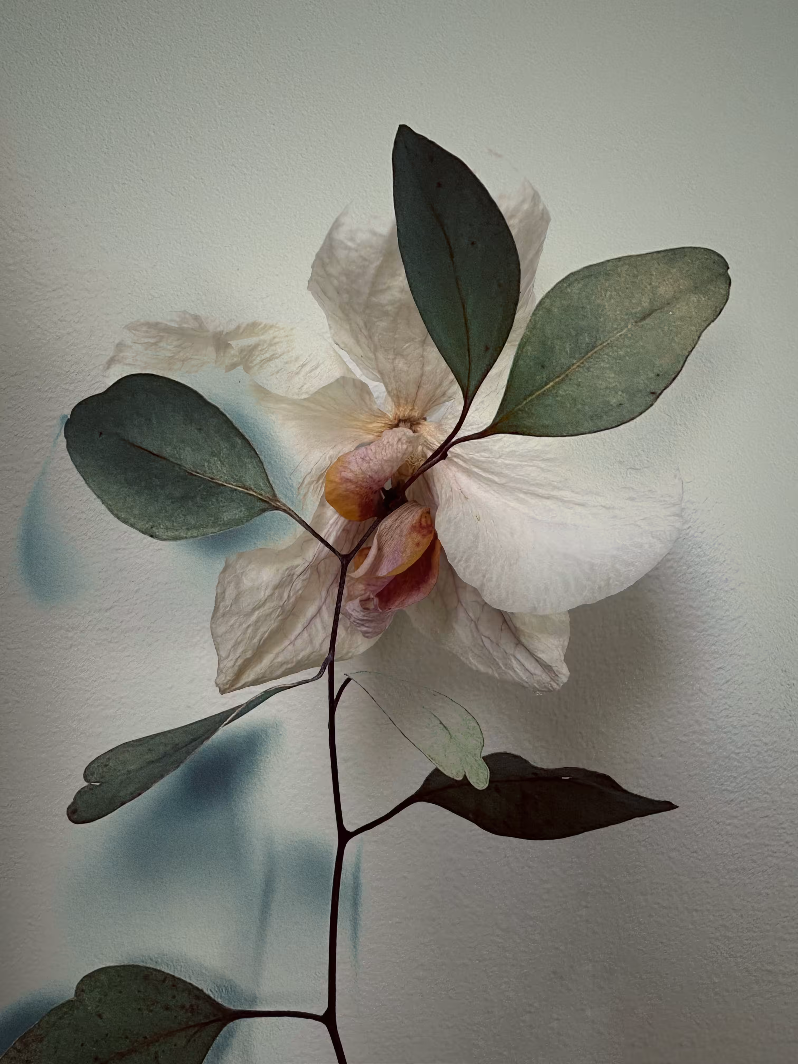 Rebirth
