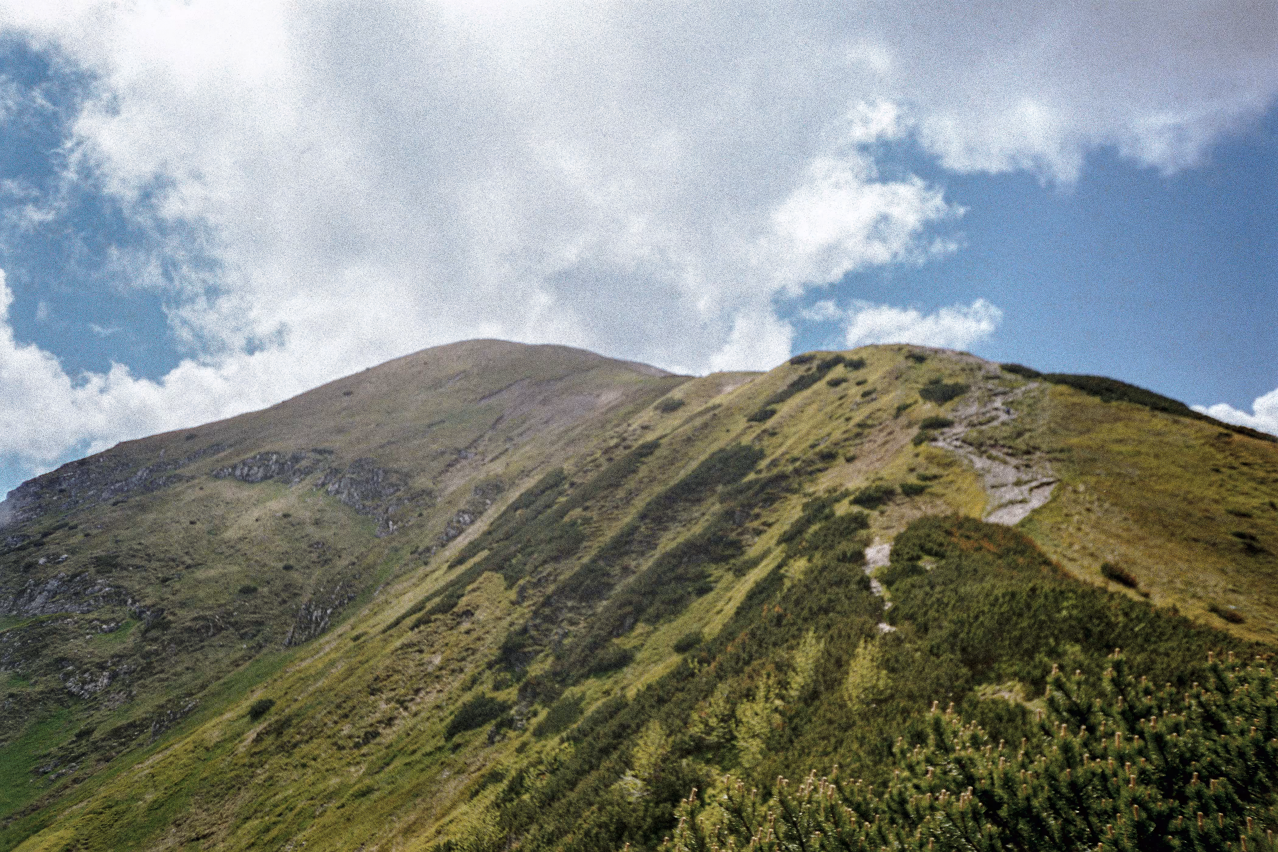 Analog Nature #024