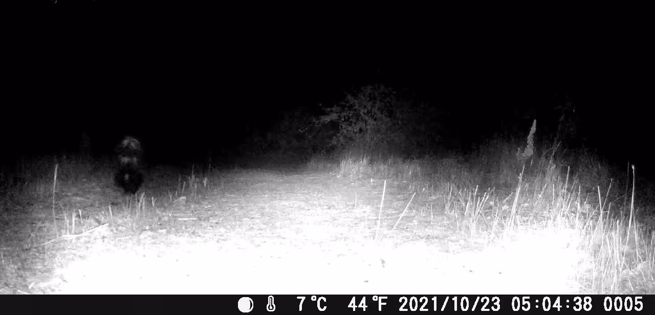 DOUBLE CAM SKUNK