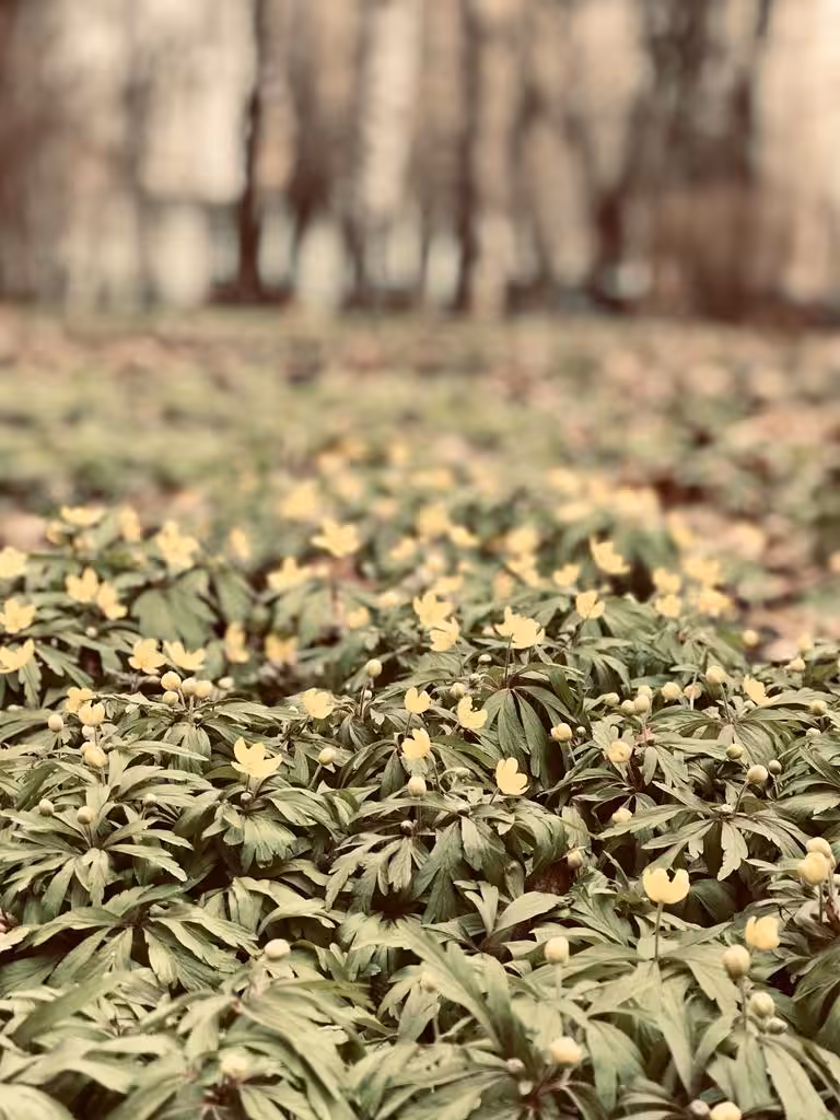 Spring in the City