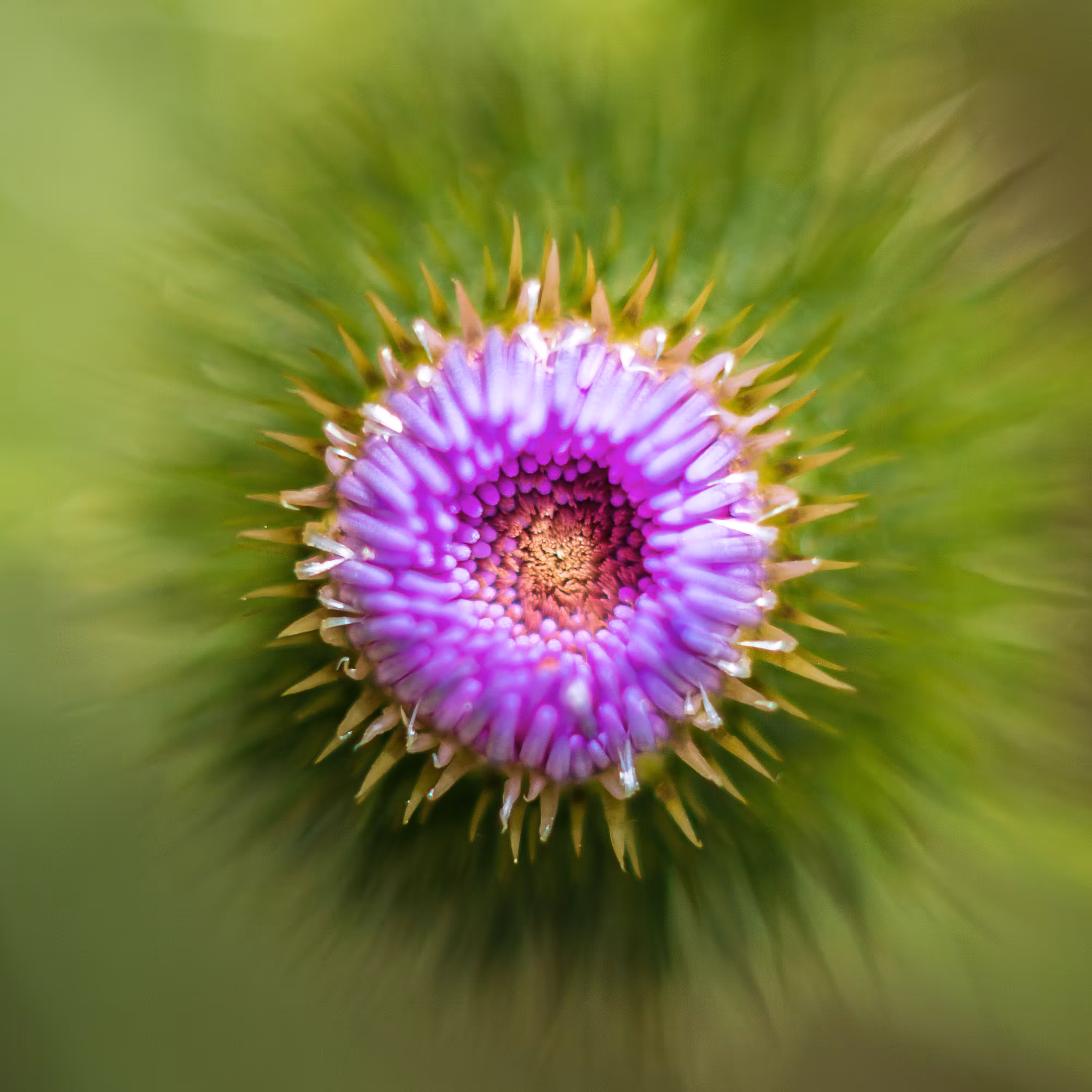 Cirsium vulgare