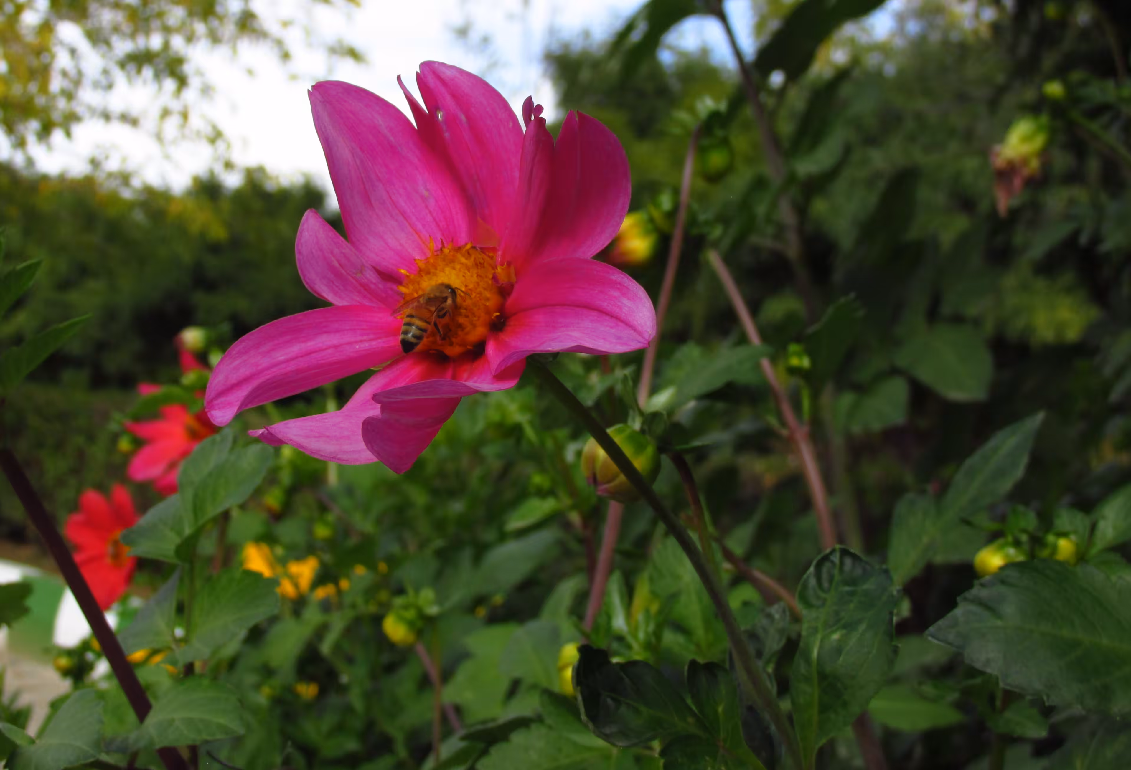 Honey bee