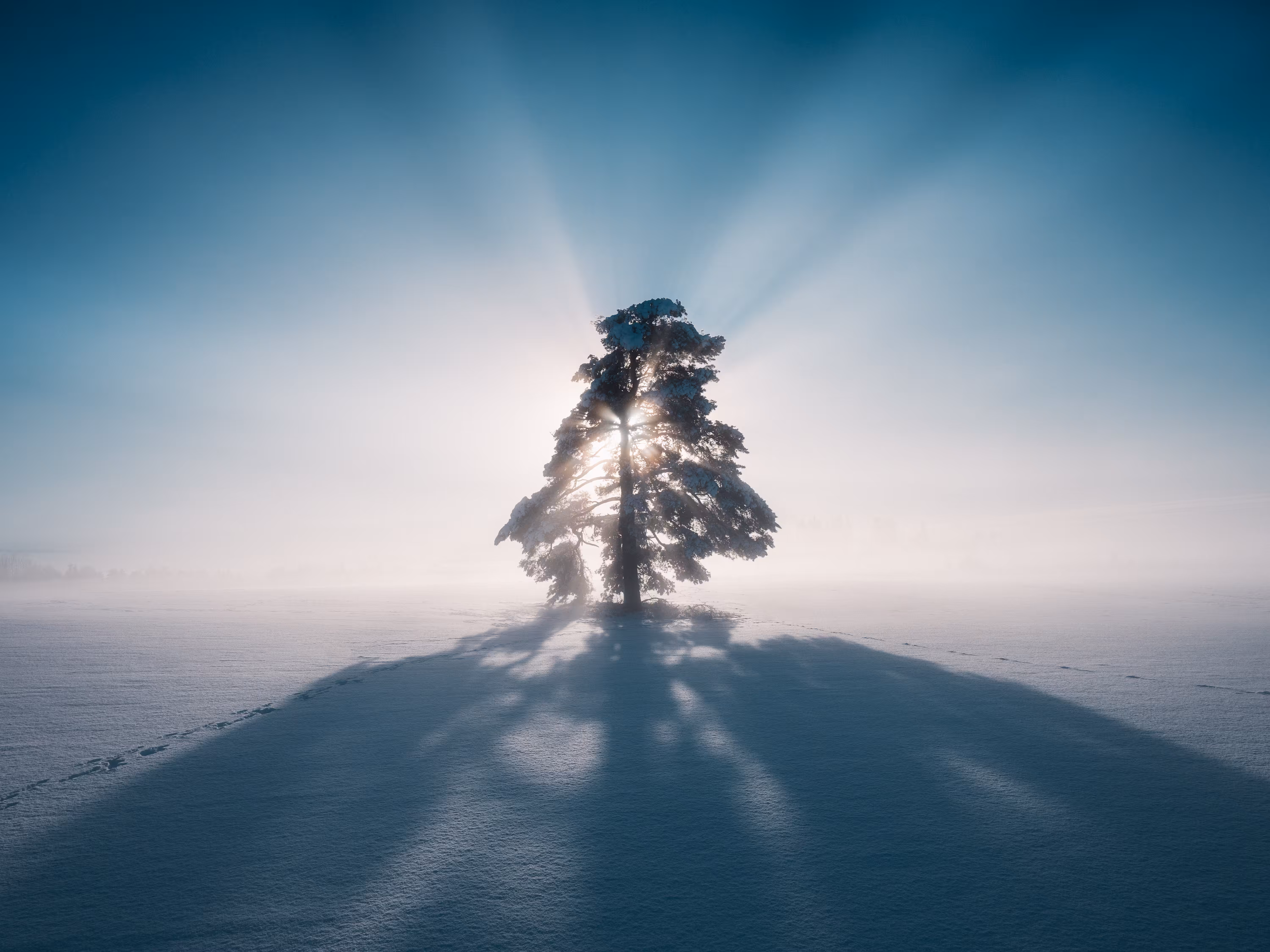 HARMONIA: Something About a Tree