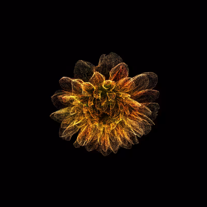 Dahlia Pinnata 30 #264