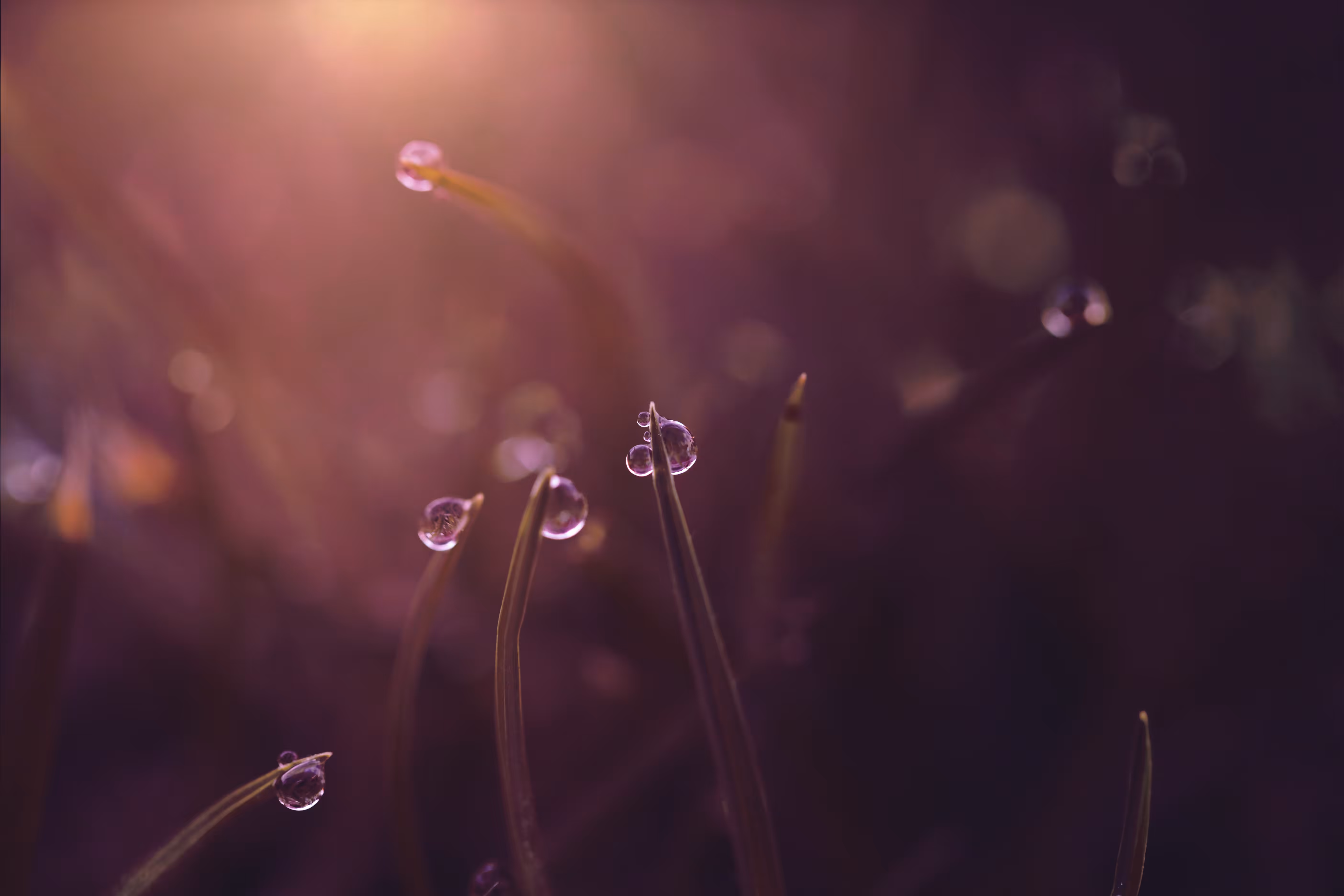 Dewdrops