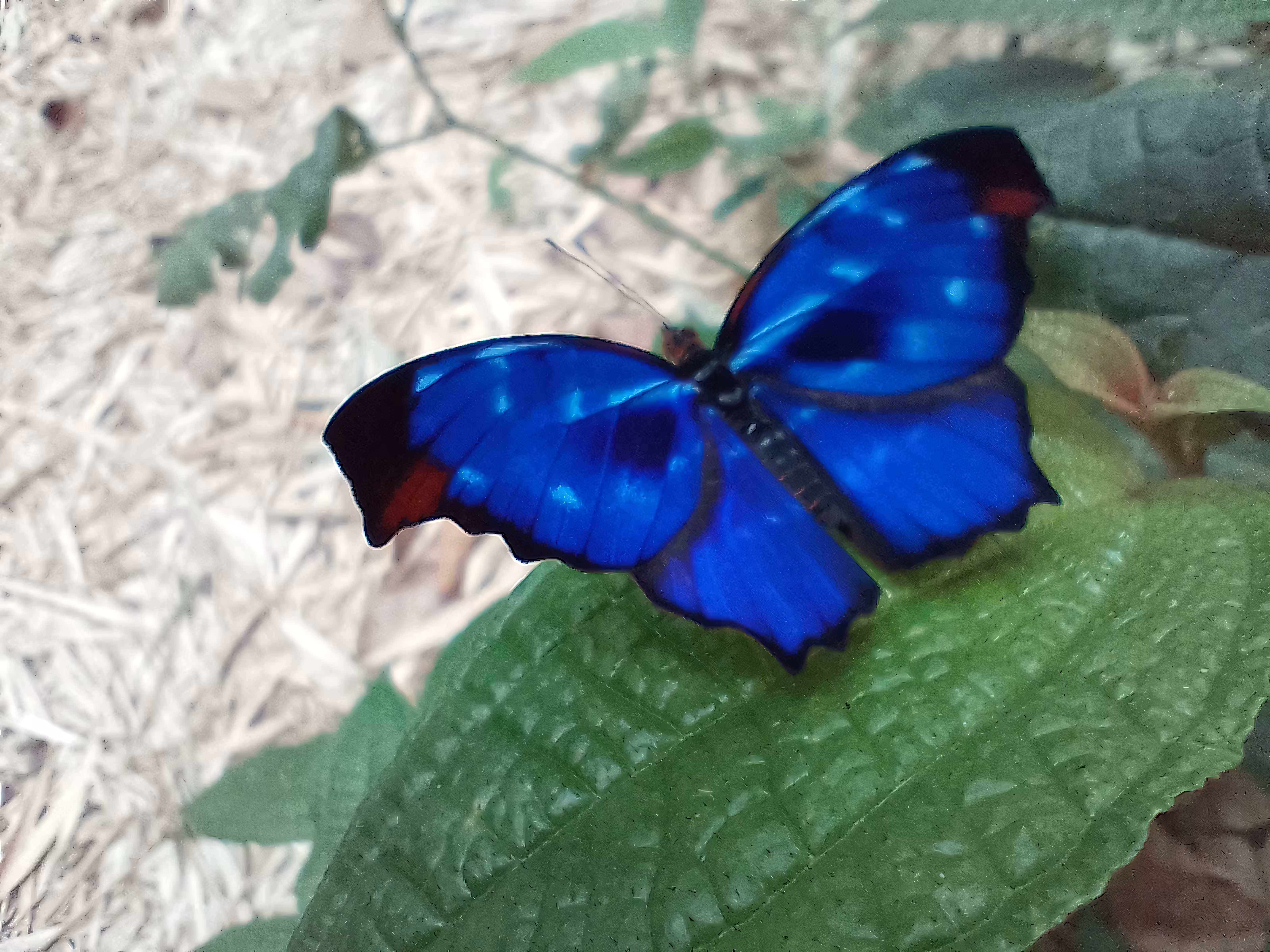 The blue butterfly