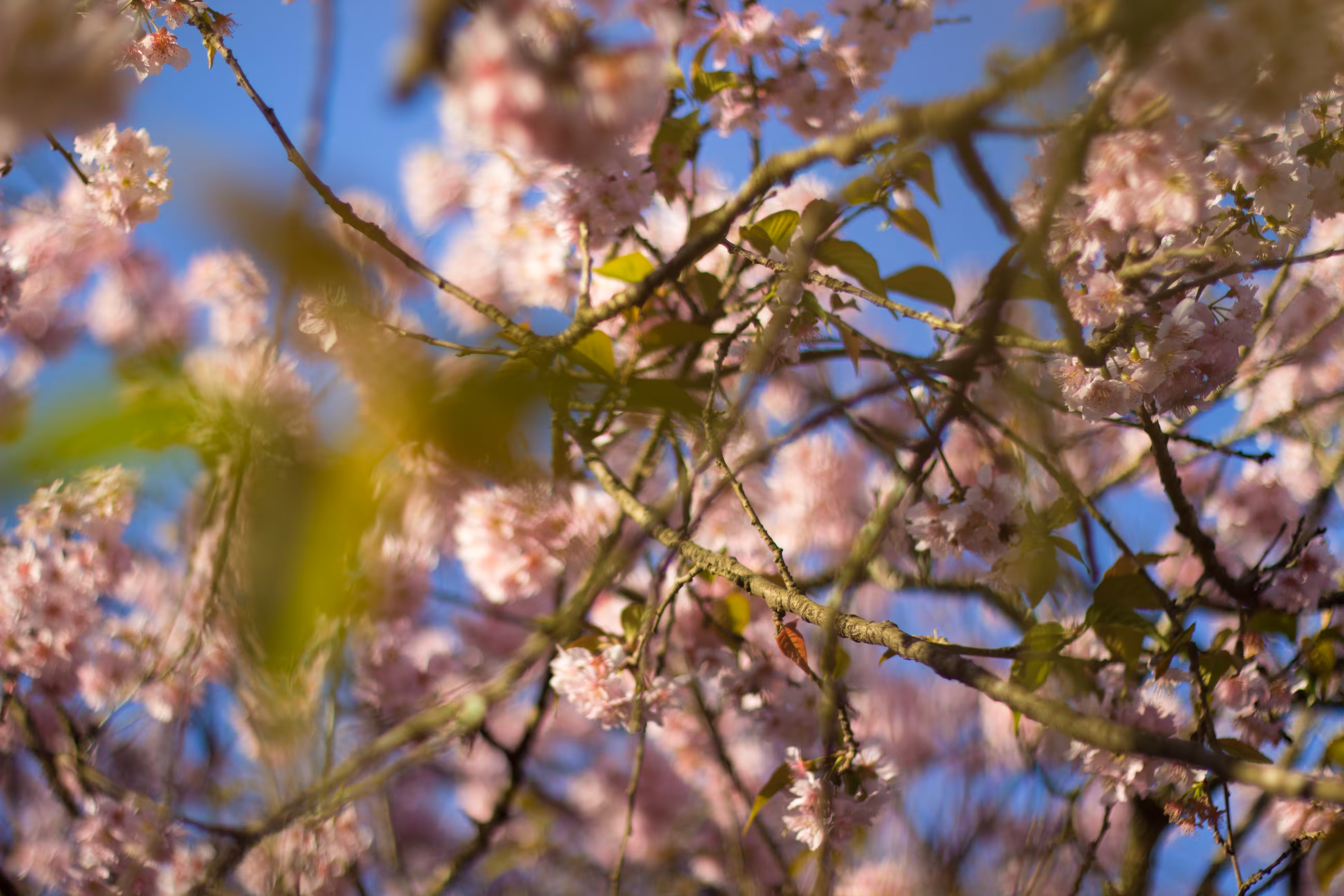 The Red Flower of Tachai Blossoms Everywhere #4