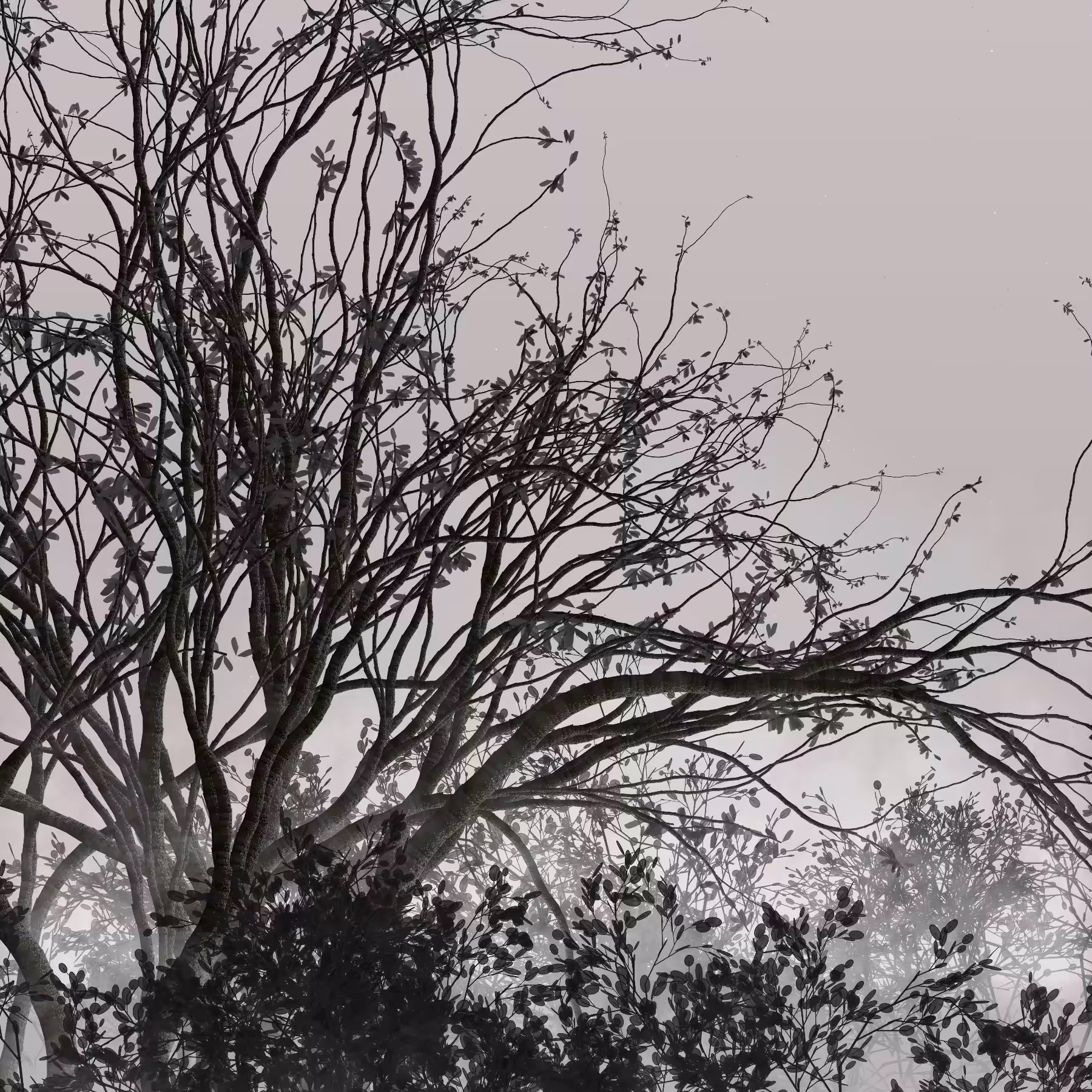 Morning Mist #310