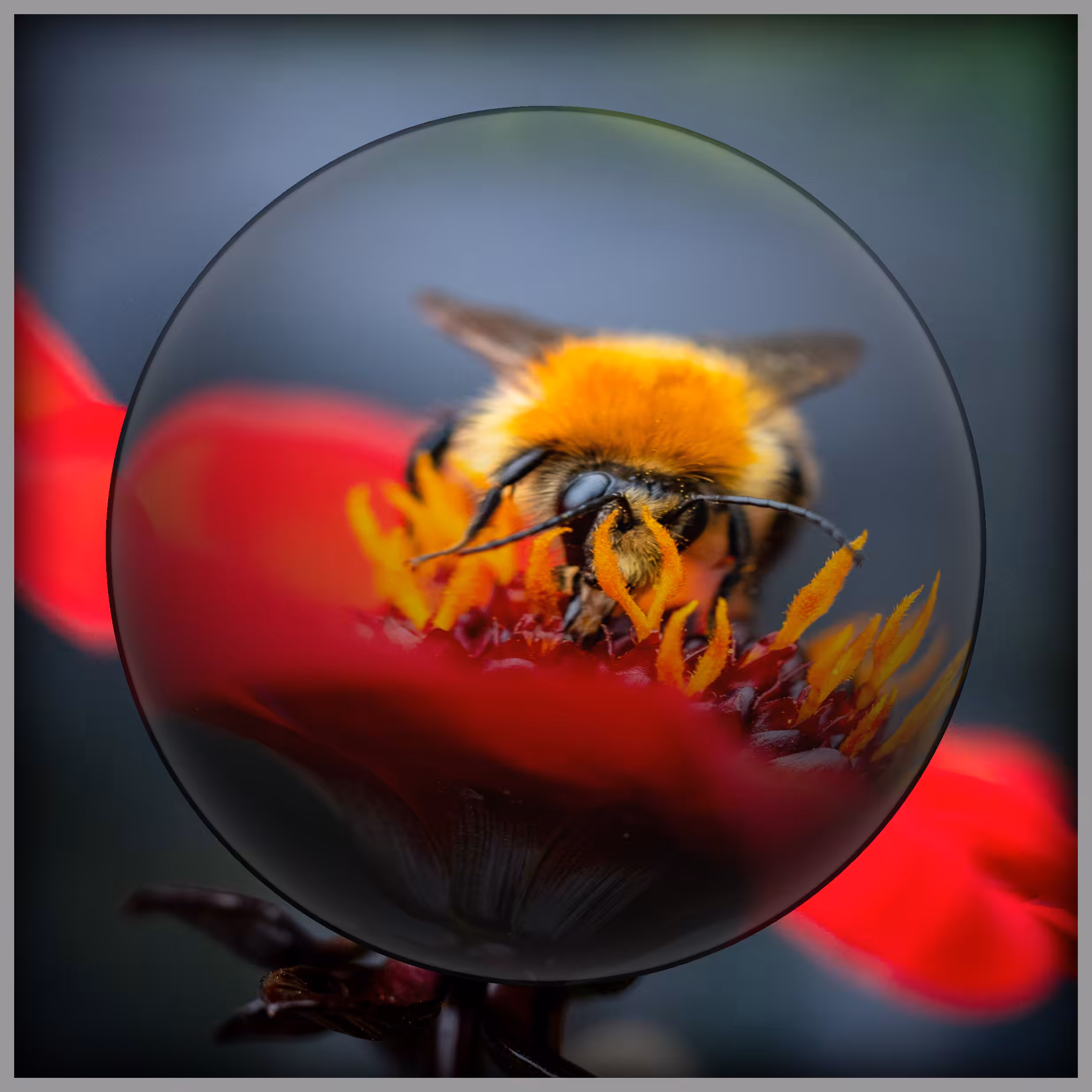 Animal Series No.2 BumbleBee