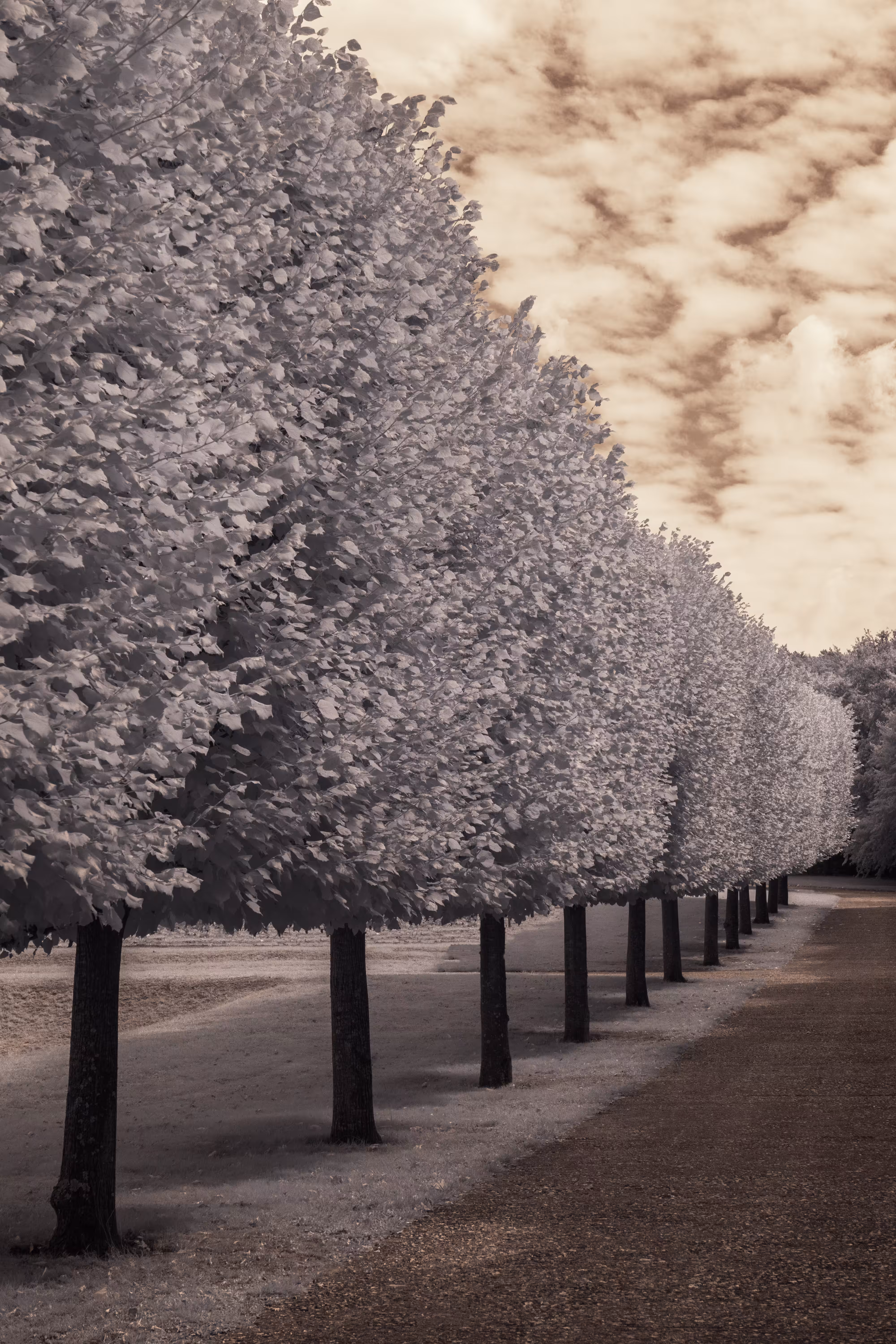Avenue