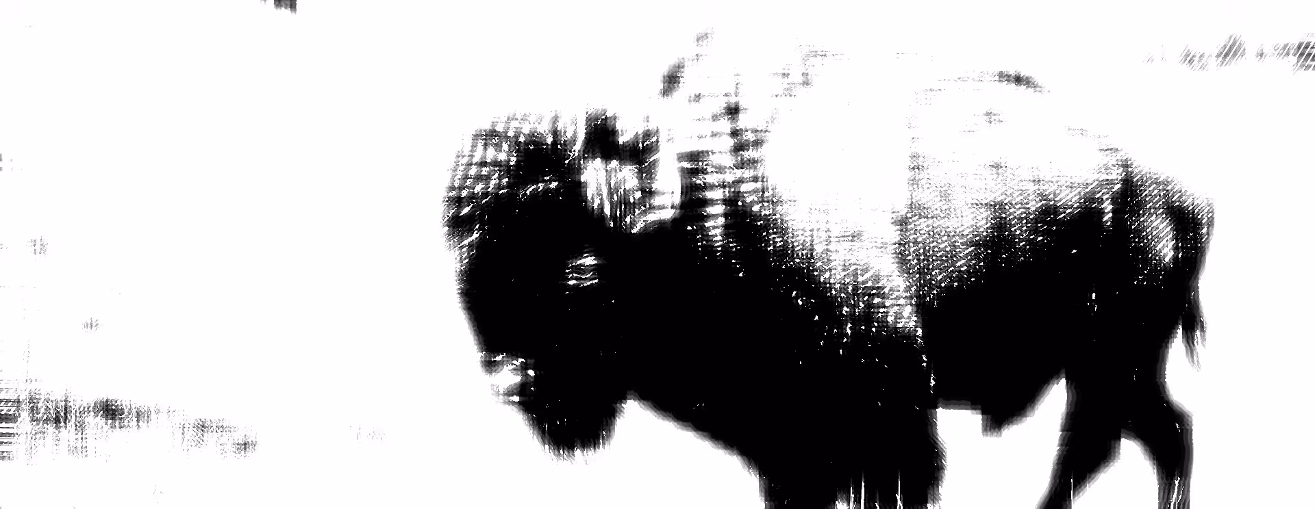 Black Buffalo Spirit 03, Buffalo Edition